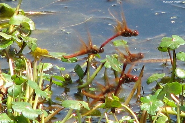 Five red dragonflies hovering over plants with large leaves growing in a body of water.
