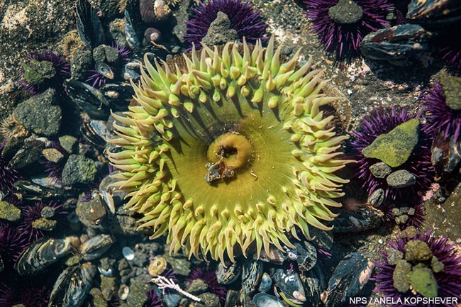 A large green sea anemone viewed from directly above with its tentacles extended.