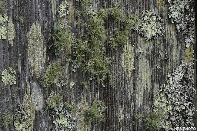 At least six species of crustose, foliose, and fruticose lichen growing on a wooden fence.
