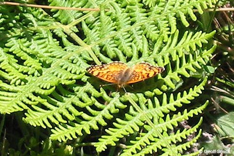 An small orange and black butterfly rests on the fronds of a fern.