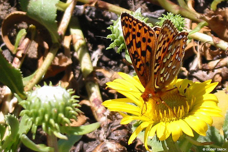 Threatened, Rare, & Endangered Animals - Point Reyes National Seashore ...