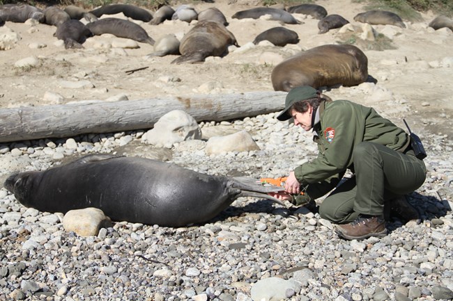 A female, uniformed National Park Service employee crouches down to apply a small pink tag to the hind flipper of a young, small elephant seal.