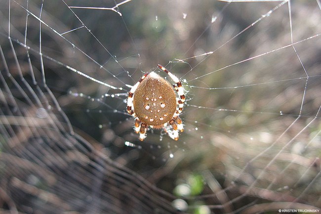 A round-bodied, brown-colored spider with white spots on its back in the center of a web.
