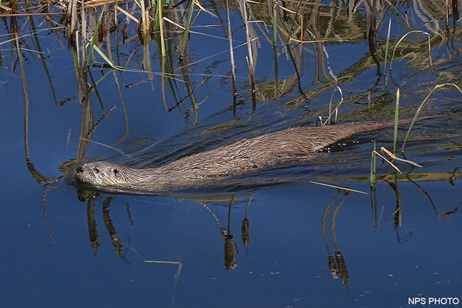 A brown-furred river otter swimming from right to left.
