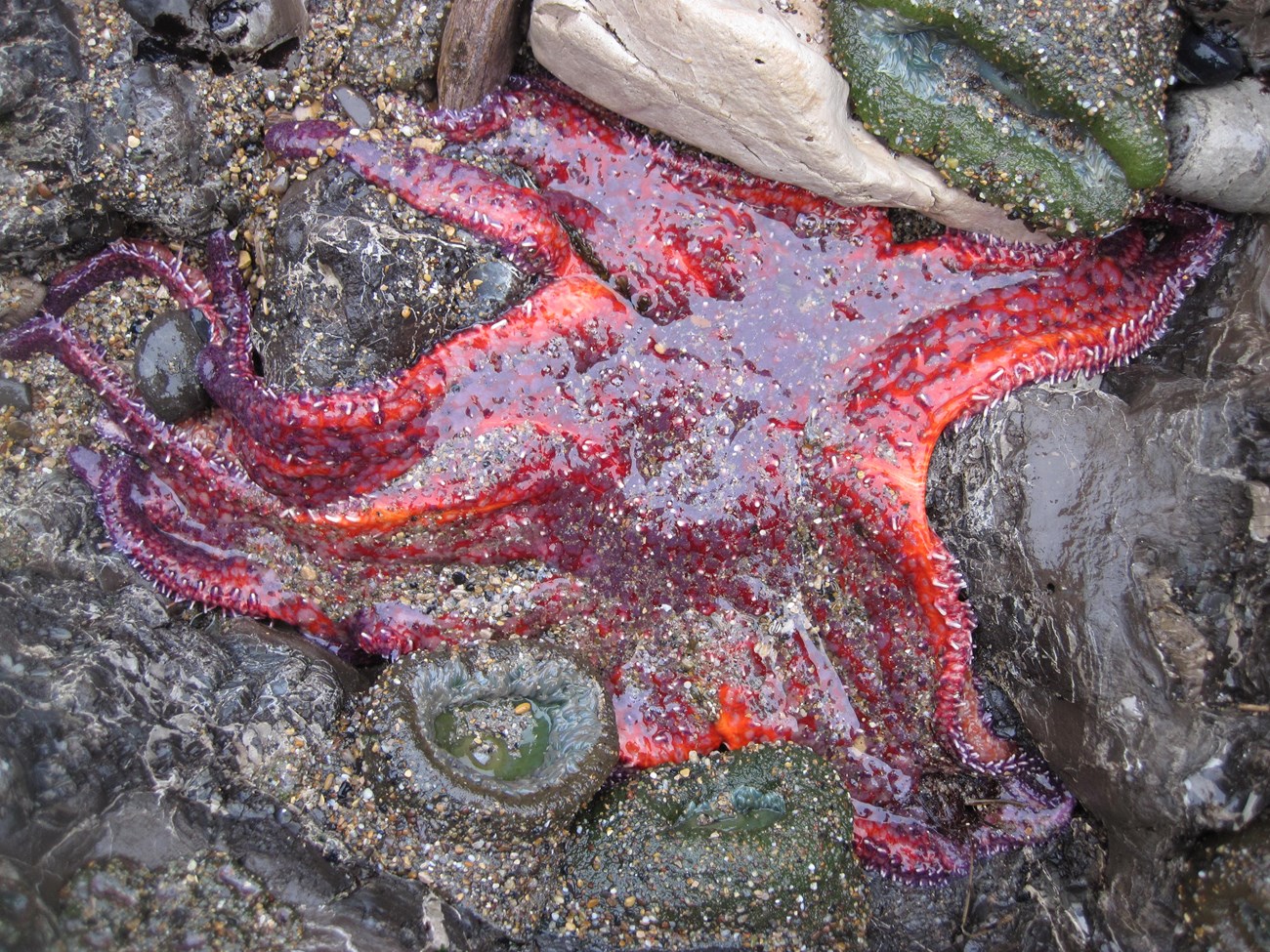 A large, red-colored sunflower sea star that appears to be melting or dissolving.
