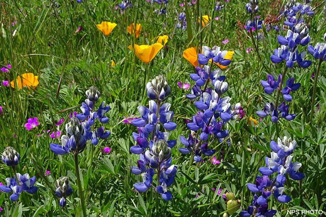 Several purple-petalled lupine and orange-petalled poppies in a field.