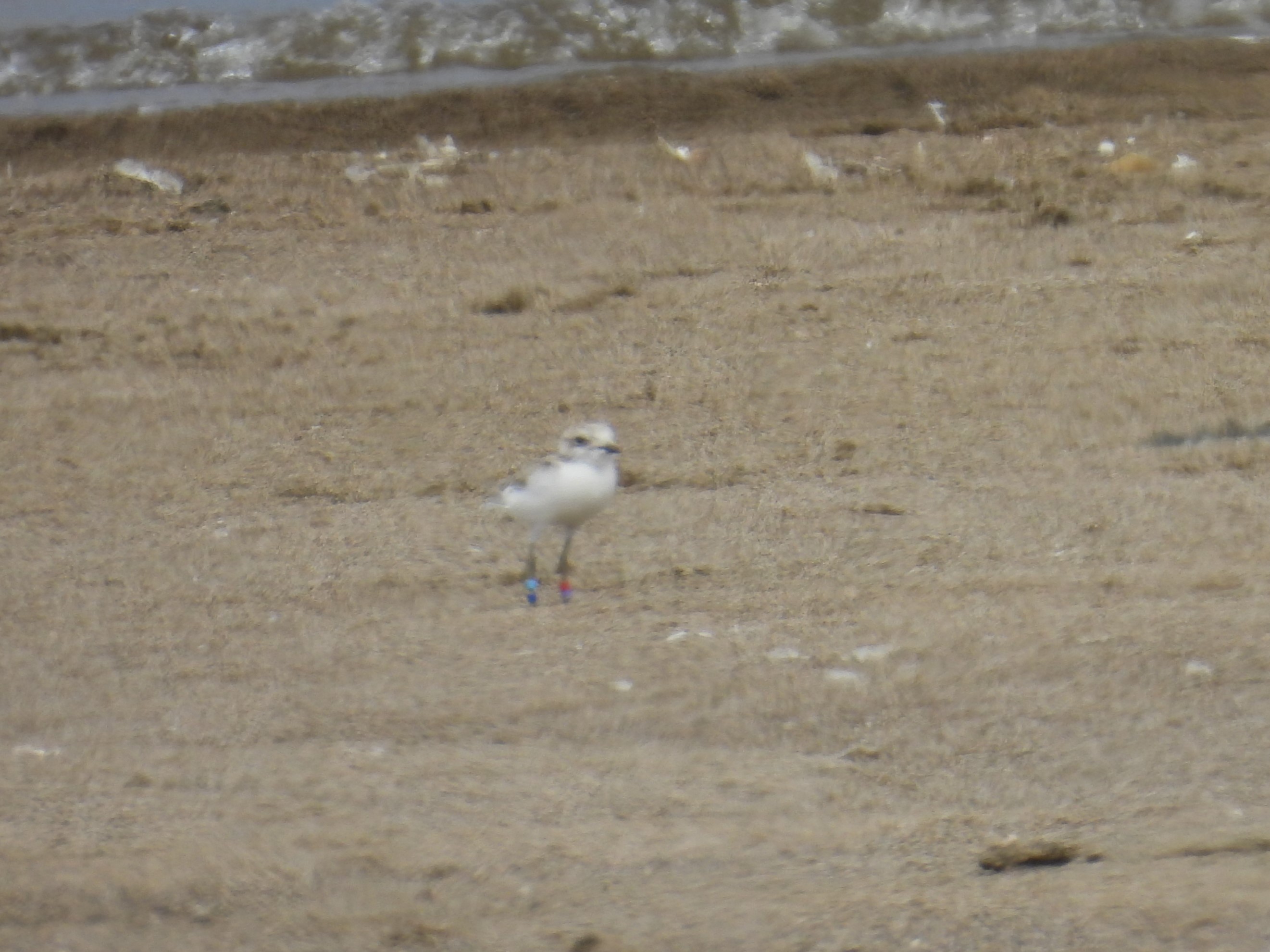 A small, beige-colored shorebird standing on a sandy beach.