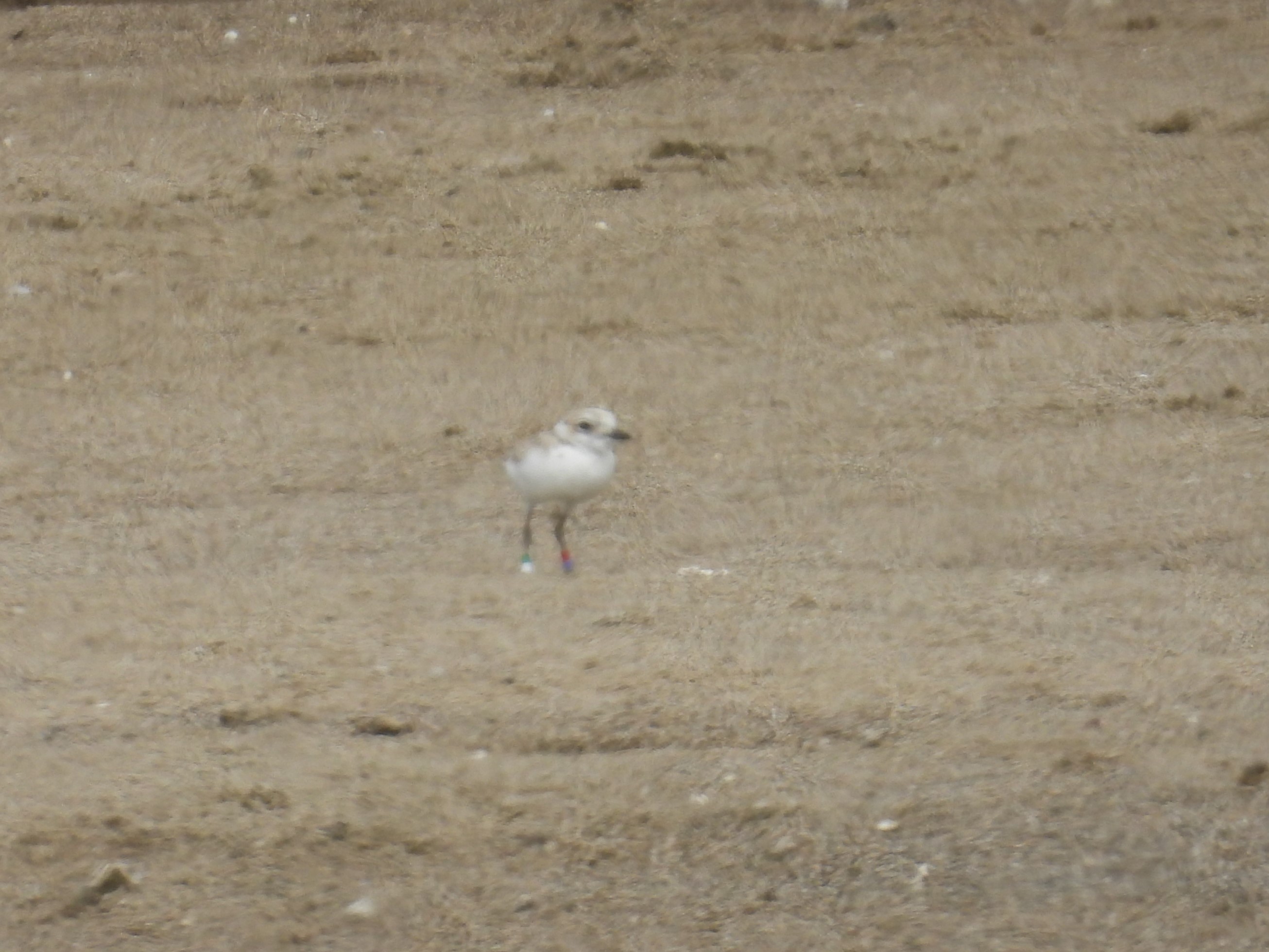 A small, beige-colored shorebird standing on a sandy beach.