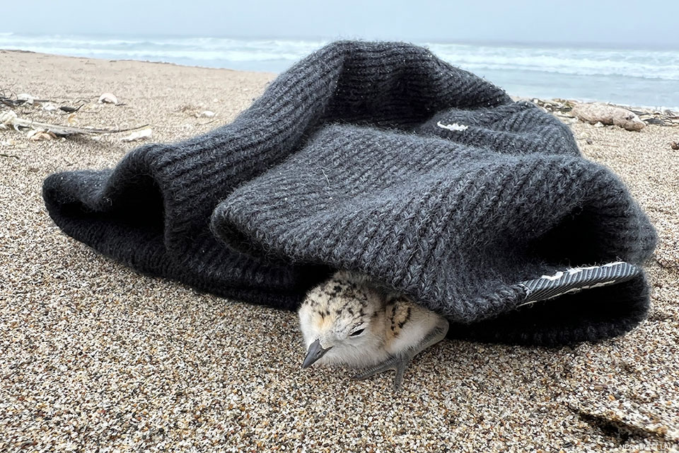A photo of a small black-speckled, beige-colored chick partially covered by a gray beanie a sandy beach.