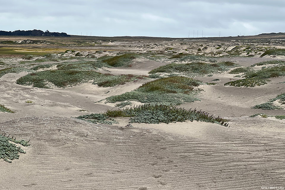 A photo of low-profile sand dunes. Low-growing vegetation covers about 30 percent of the surface of the dunes.