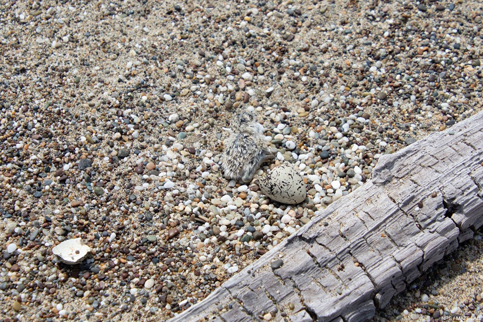 A photo of a small black-speckled, beige-colored chick beside the fragments of a black-speckled, beige-colored egg.