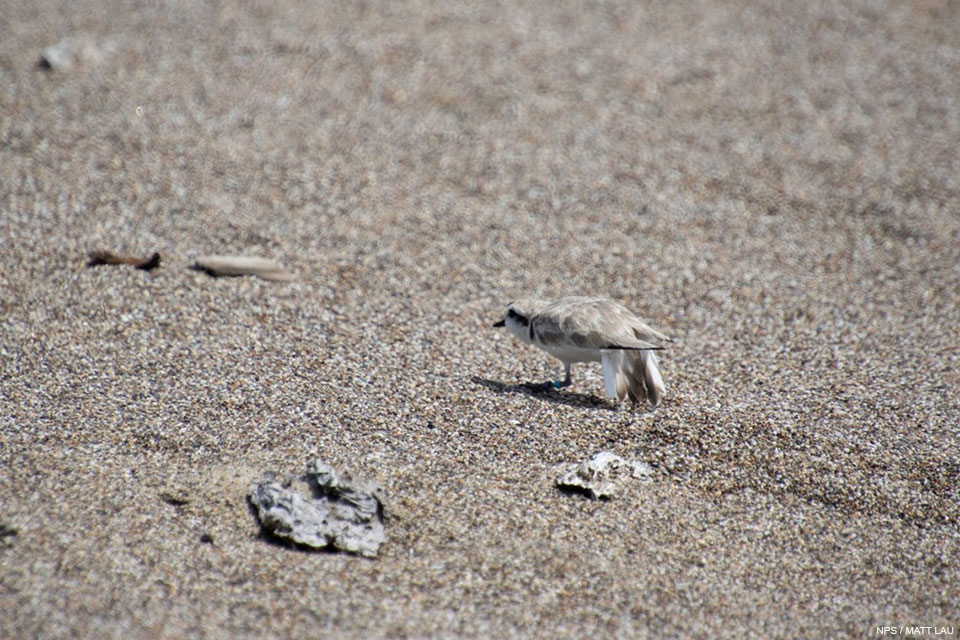 A photo of a small light brown shorebird with a white breast dragging its tail on the sand as it moves away from the photographer.
