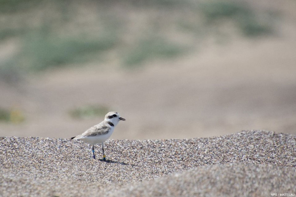 A photo of a small light brown shorebird with a white breast and a slightly-opened black bill standing on sand.