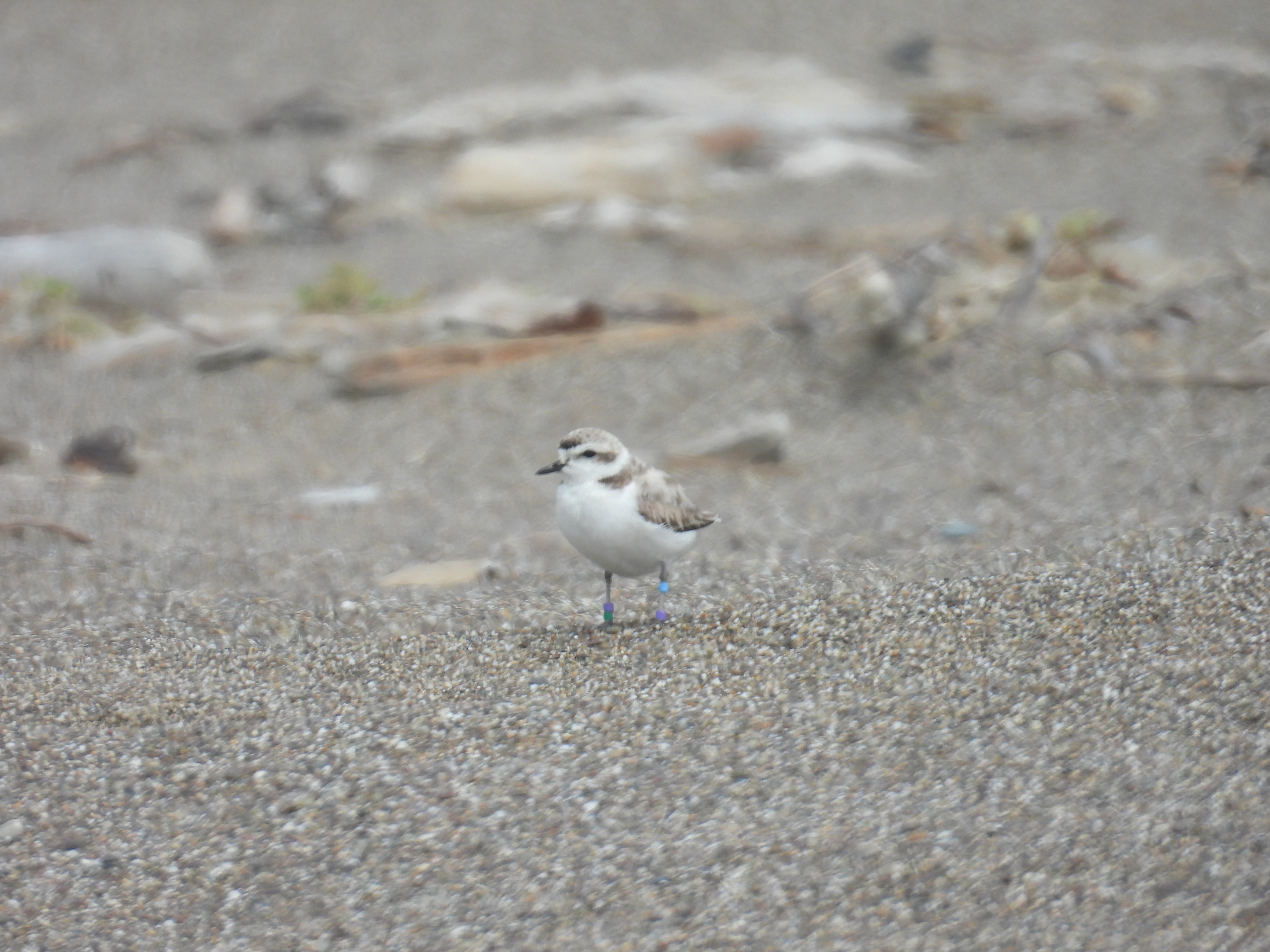 A small beige-colored shorebird standing on a sandy beach.