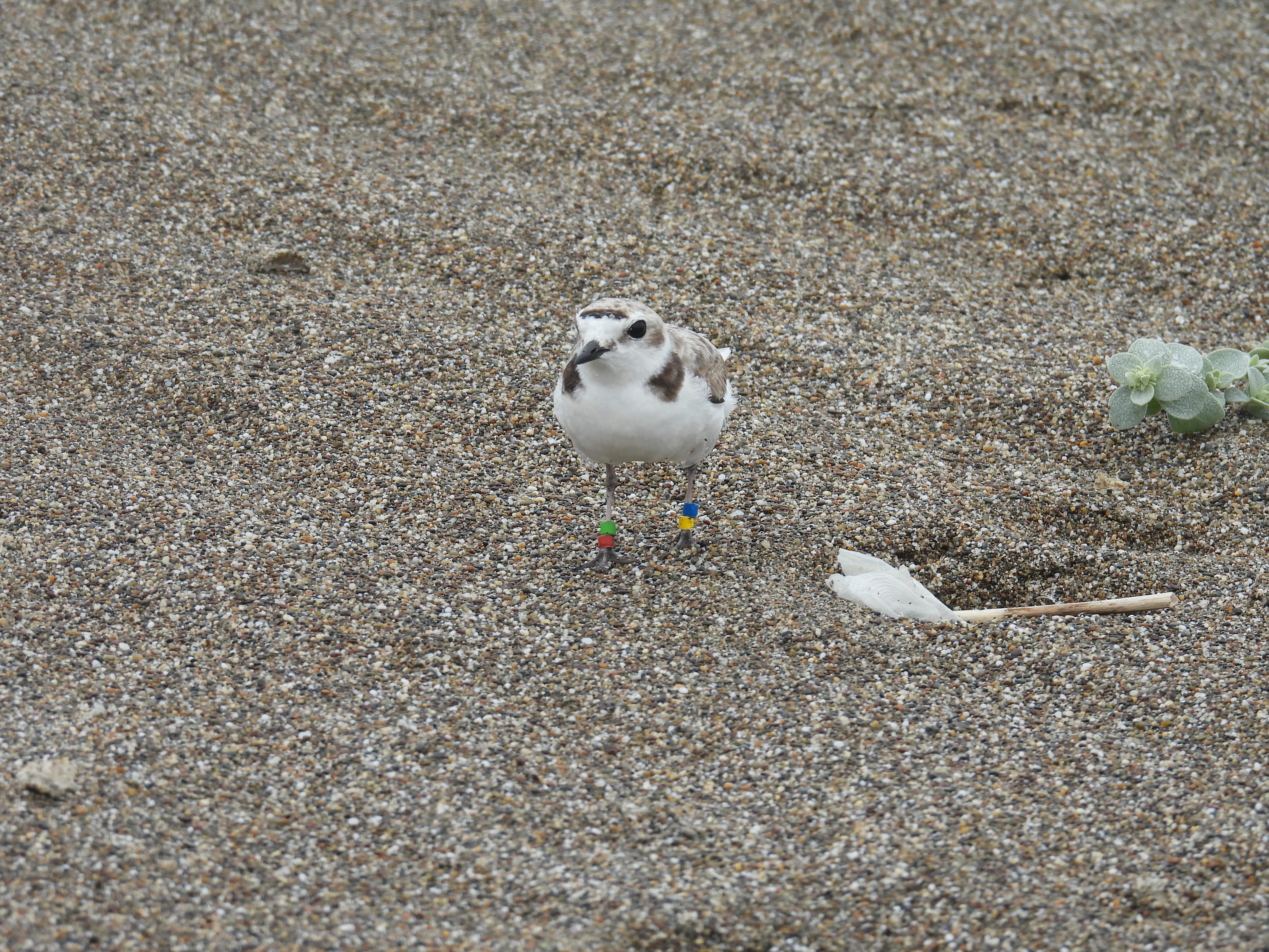 A small beige-colored shorebird standing on a sandy beach.