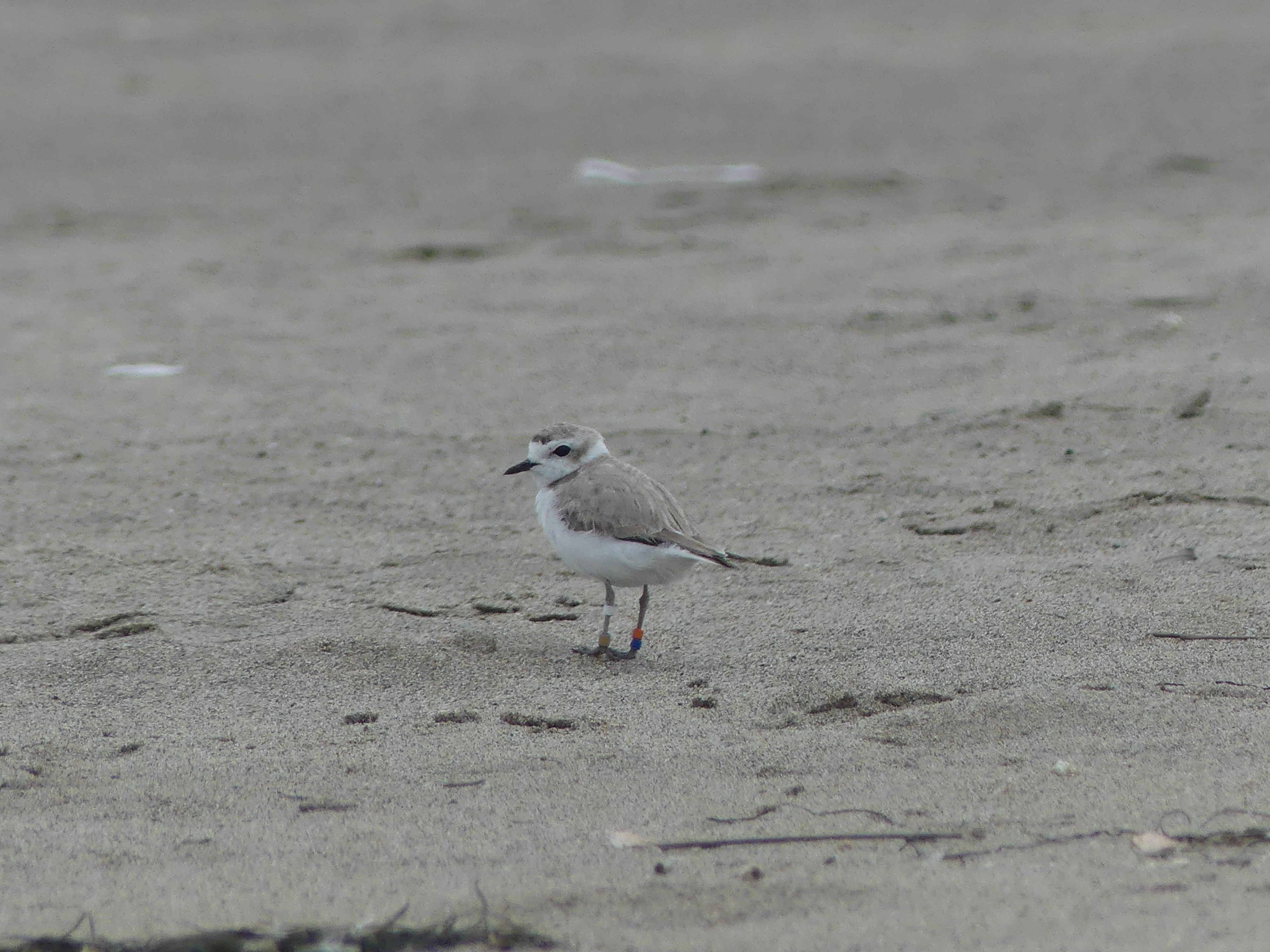 A photo of a small white-breasted, light-brown-backed shorebird standing on a sandy beach.