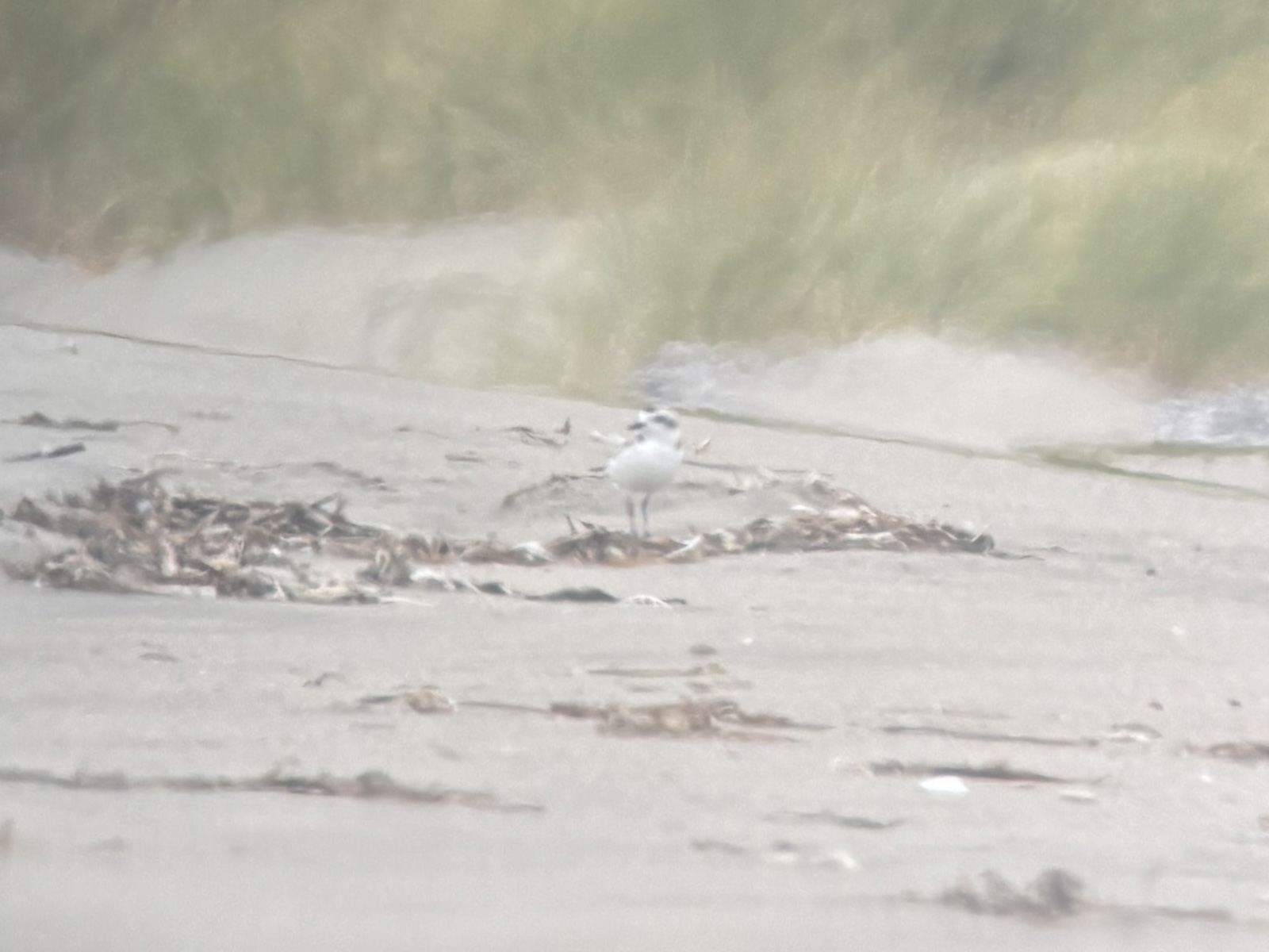 A small beige-colored shorebird standing on a sandy beach. Dune grass is visible in the background.