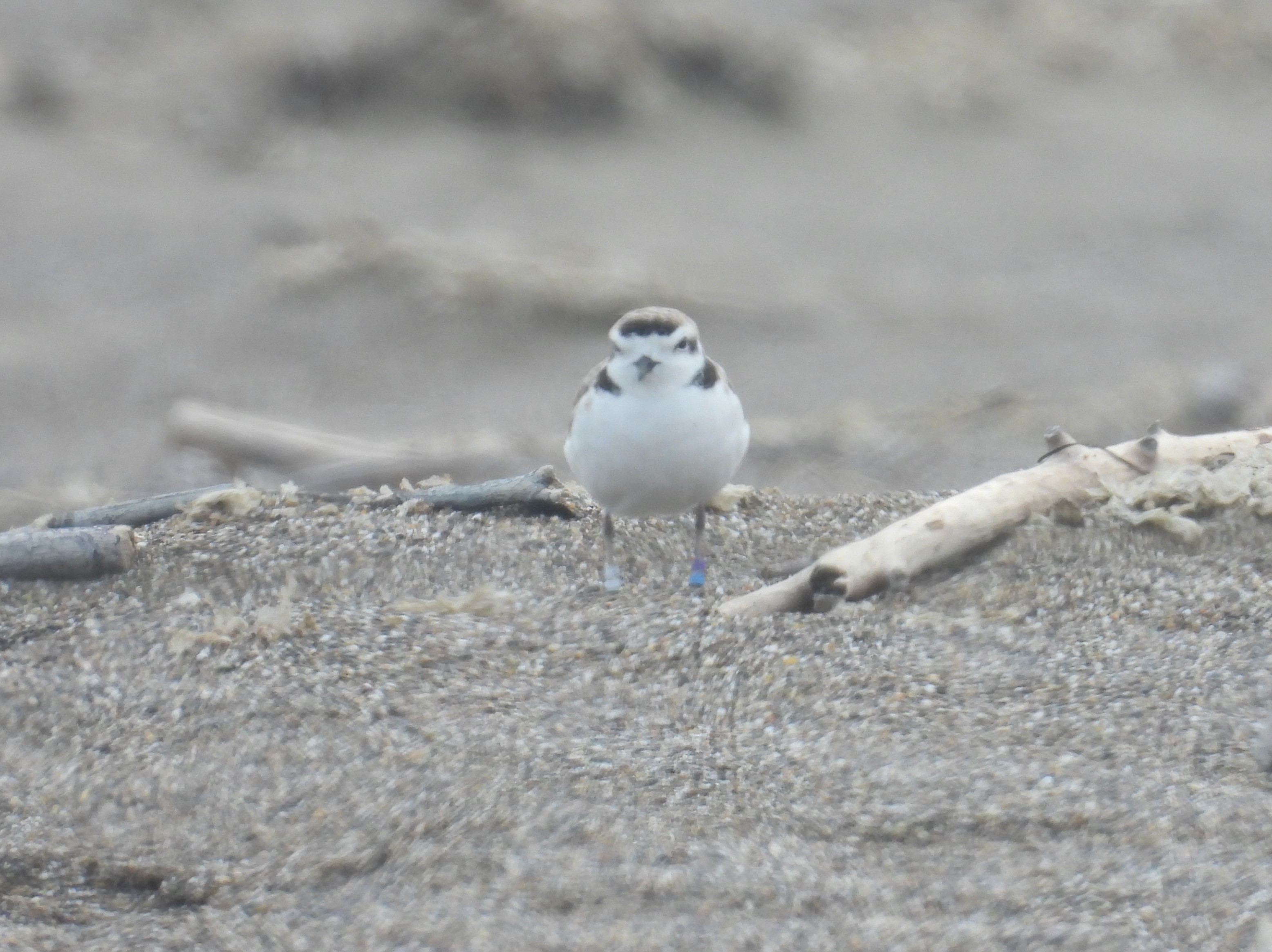 A small, beige-colored shorebird standing on a sandy beach among small pieces of driftwood.
