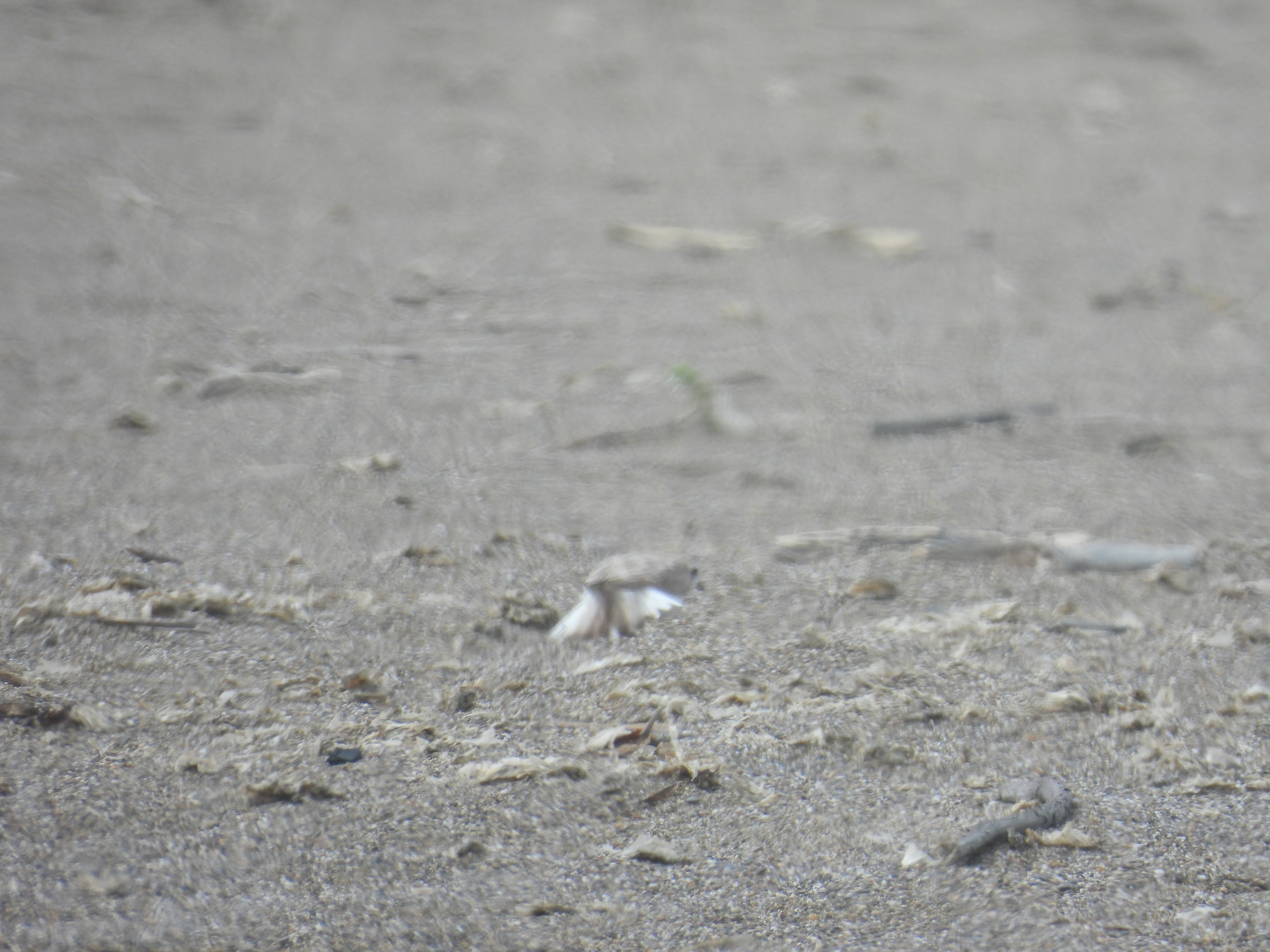 A small beige-colored shorebird on a sandy beach pretending to have a broken wing.
