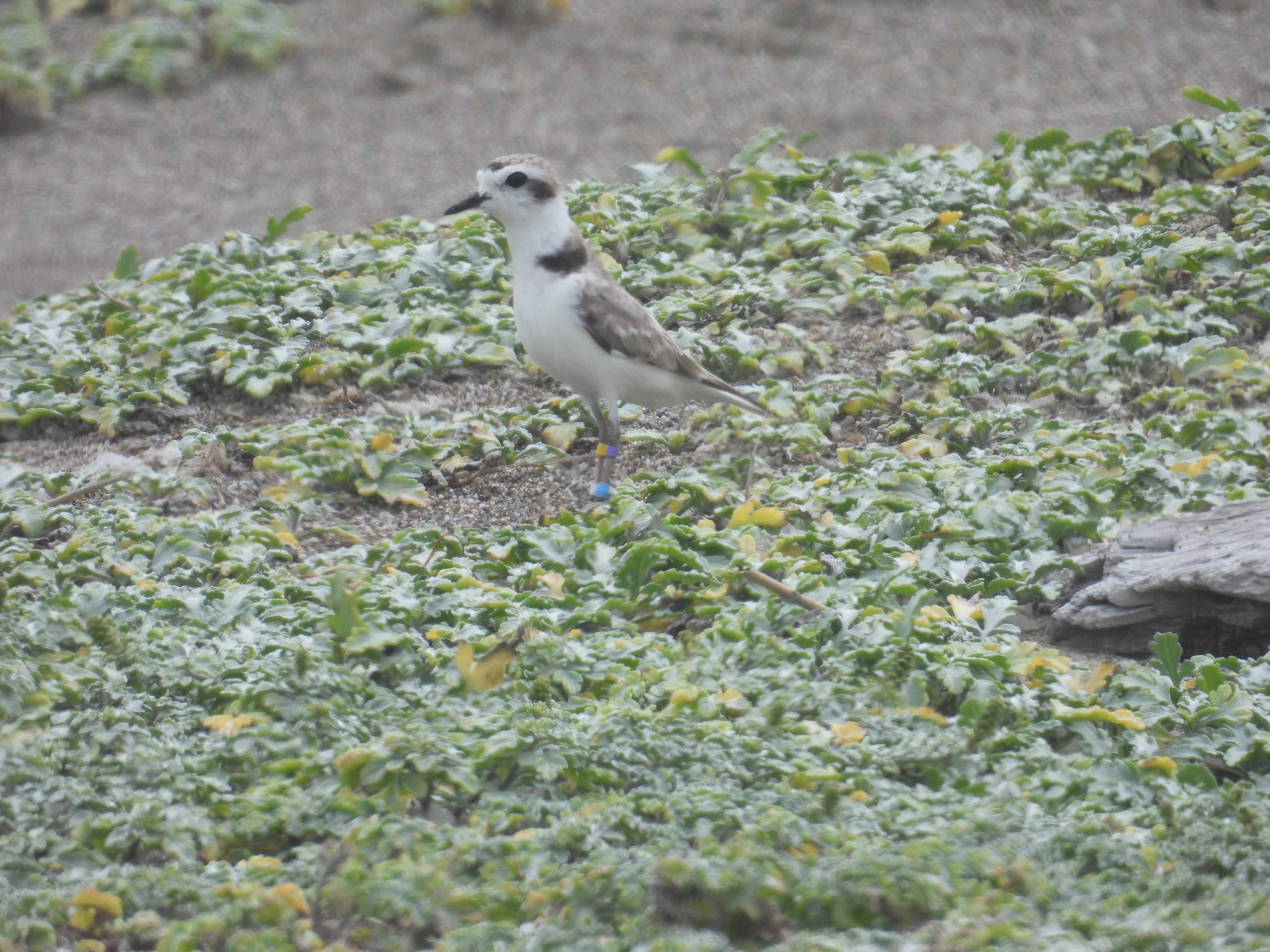 A small, beige-colored shorebird standing among very low-growing vegetation with its neck stretched out to look around for potential threats.
