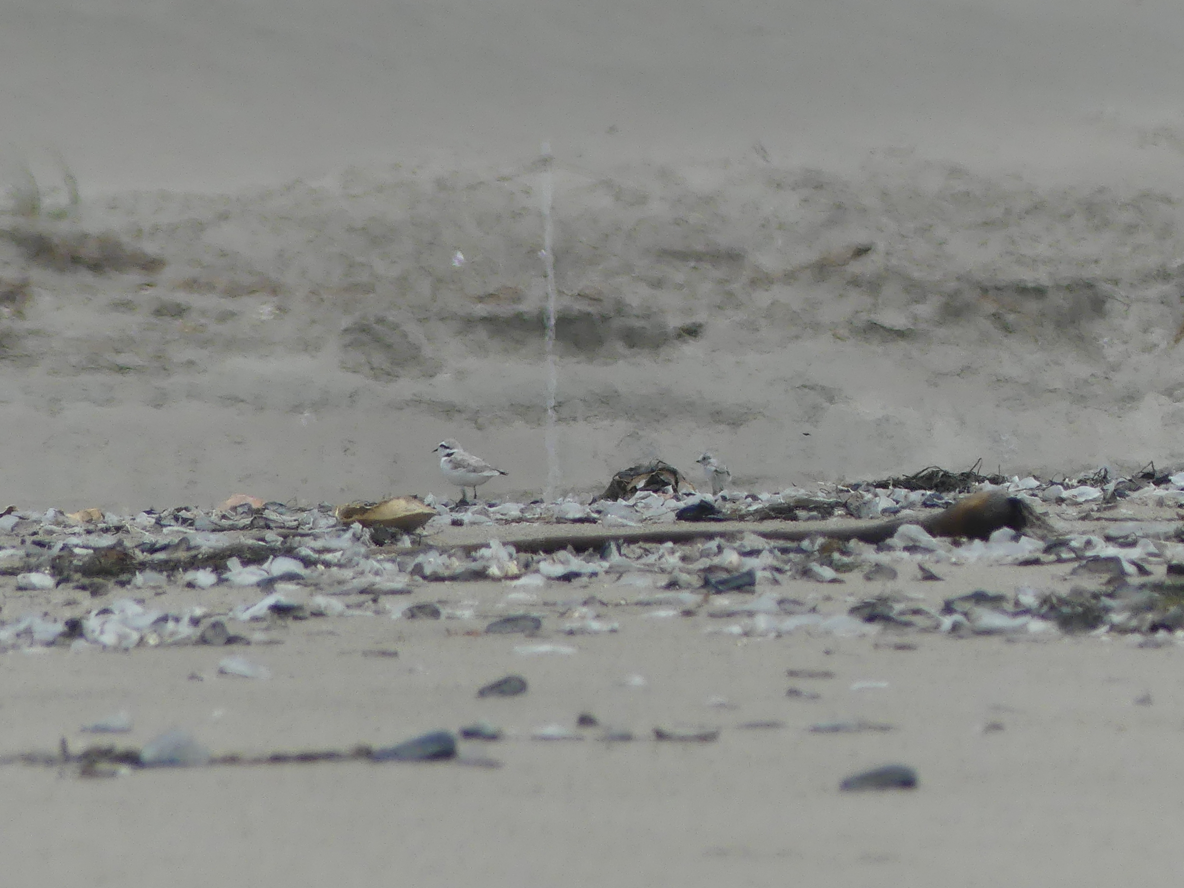 A photo of a small white-breasted, light-brown-backed shorebird to the left of a small black-speckled, beige-colored shorebird chick on a beach.