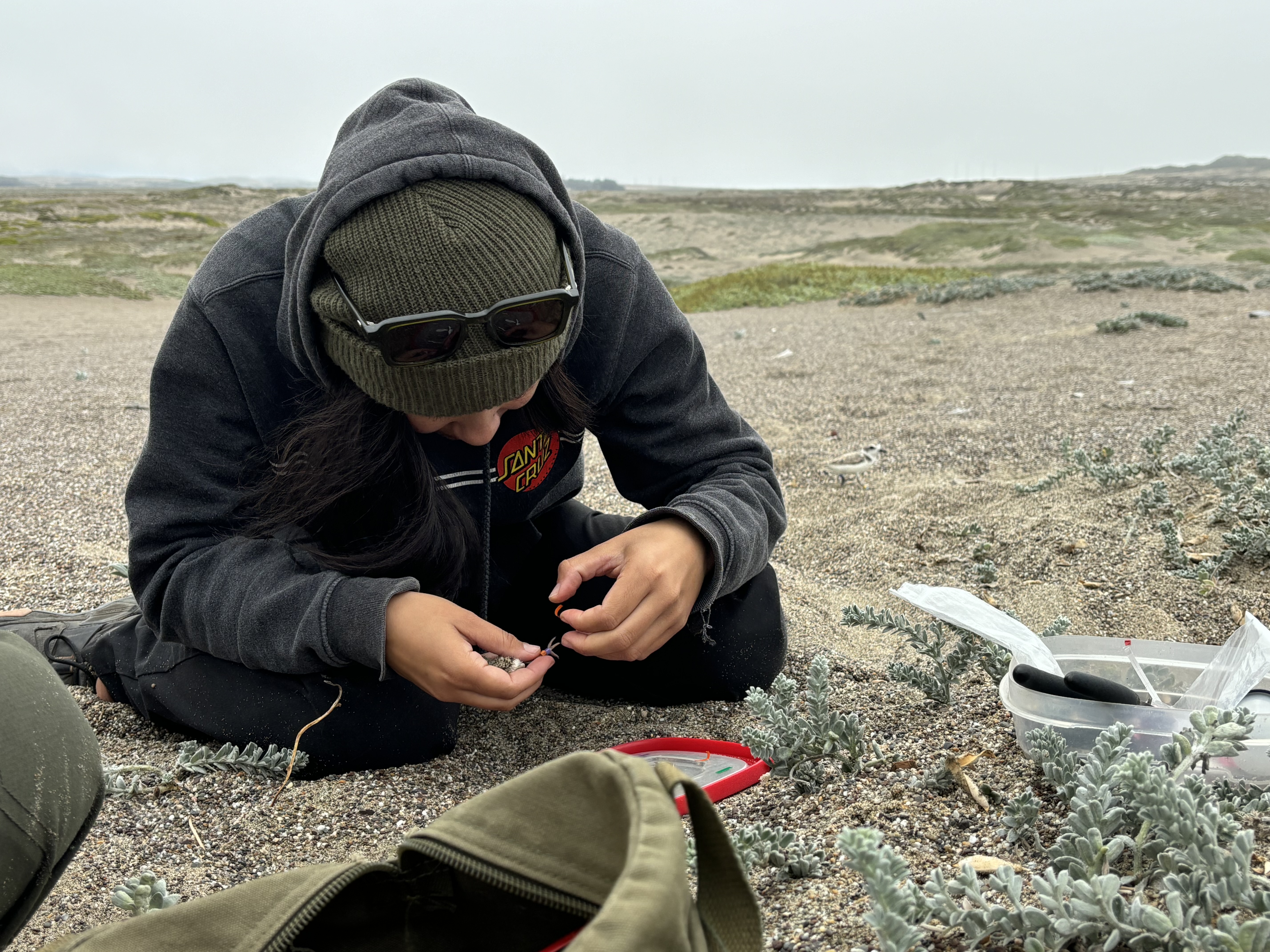 A photo of a woman wearing a dark gray hoodie and olive-green beanie kneeling on sand while applying a band to the leg of a small shorebird chick held in her right hand.