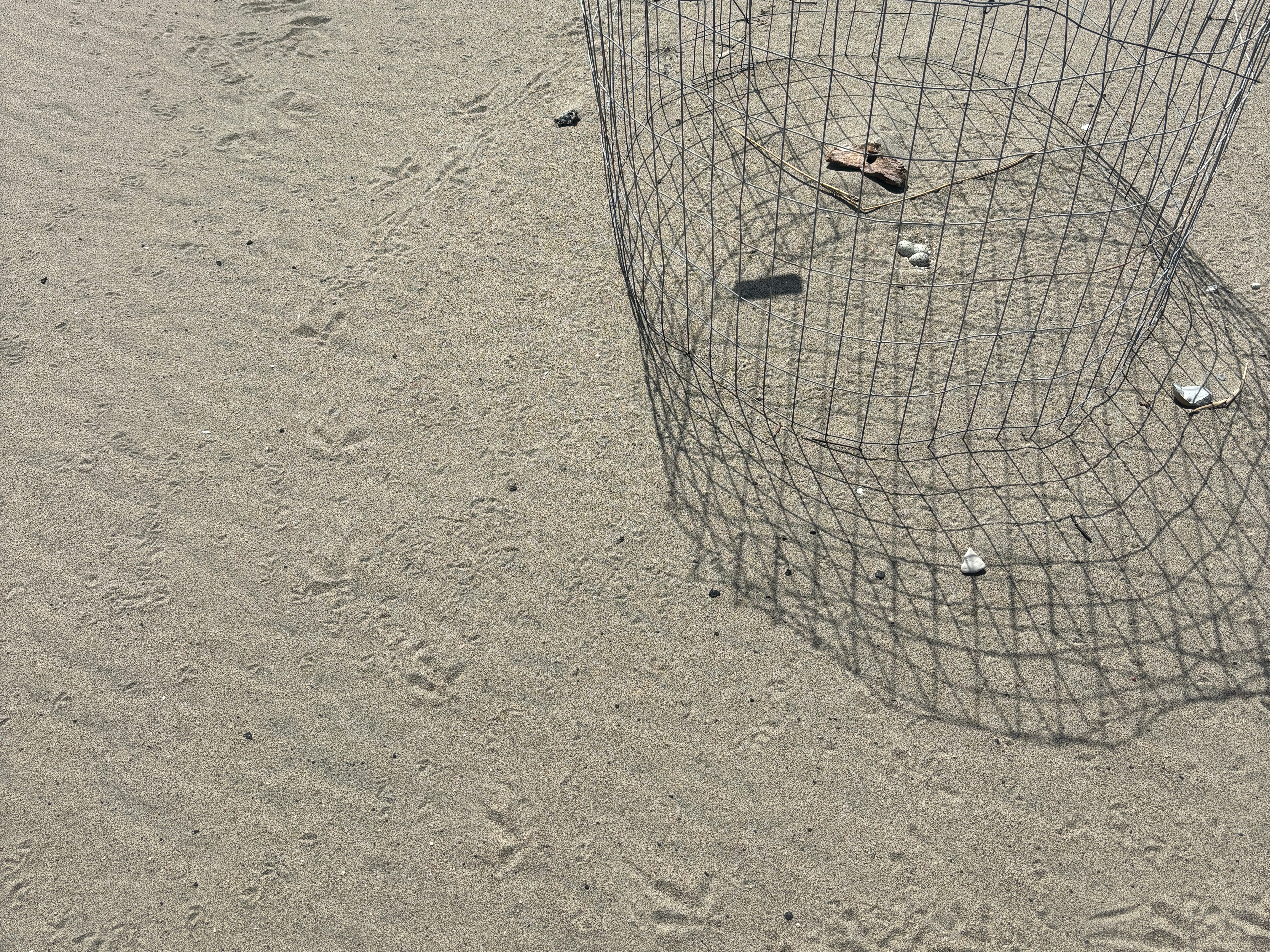 A photo of a small and medium-sized bird footprints in the sand around the edge of a cylindrical wire exclosure protecting three small eggs.