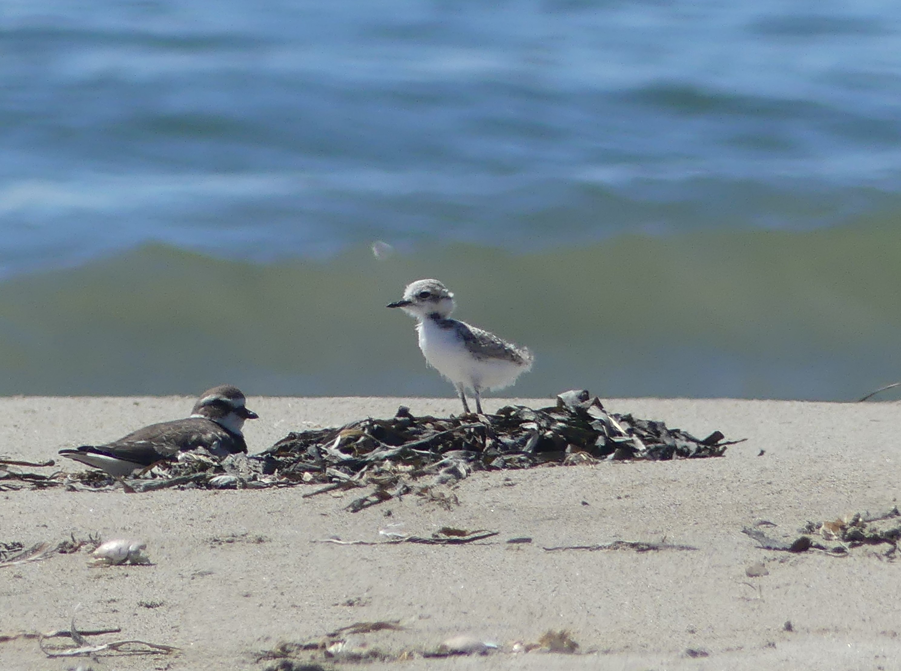 A photo of a small, fuzzy white-breasted, brown-backed shorebird chick standing on some seaweed on a sandy beach with an adult brown-backed shorebird sitting to the left.