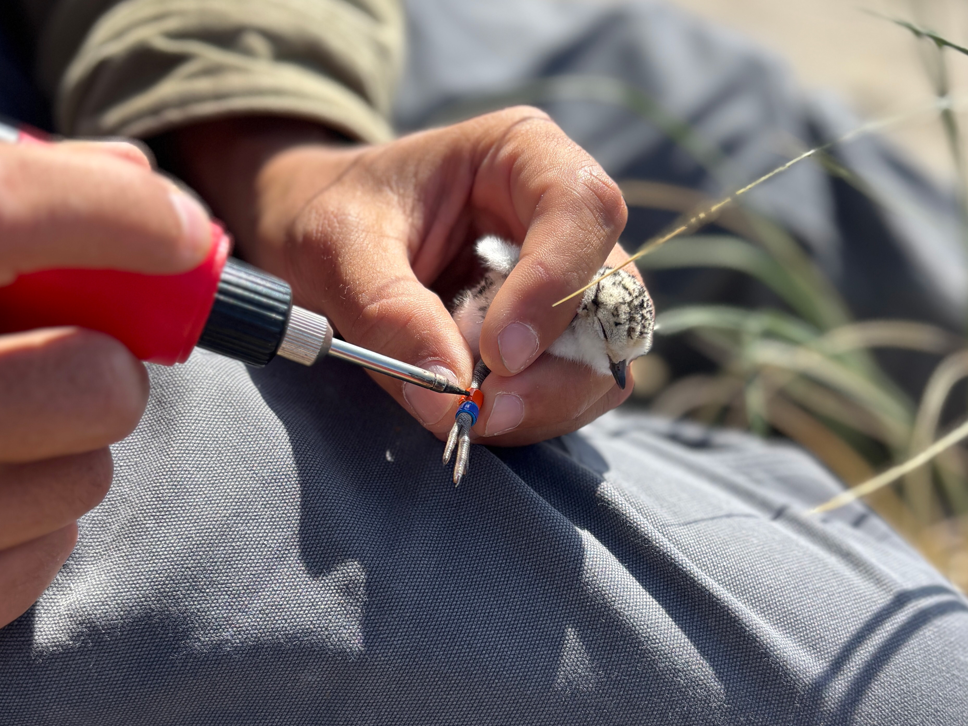A photo of a small black-speckled, beige-colored shorebird chick being held in a person's left hand as the right hand holds a soldering iron to melt the opening of an orange band on the plover's leg.
