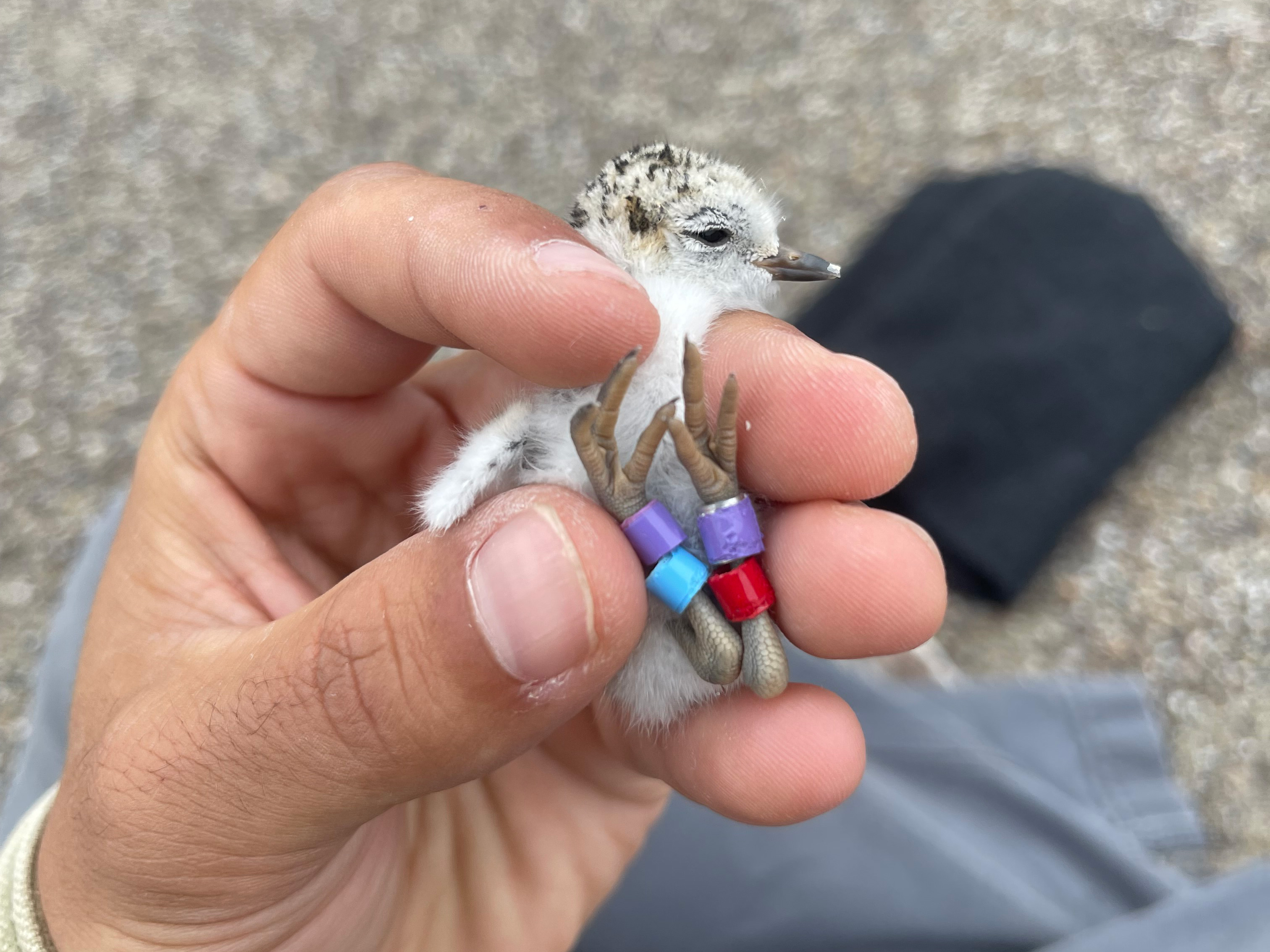 A photo of a newly-hatched small black-speckled, beige-colored shorebird held in a person's hand.