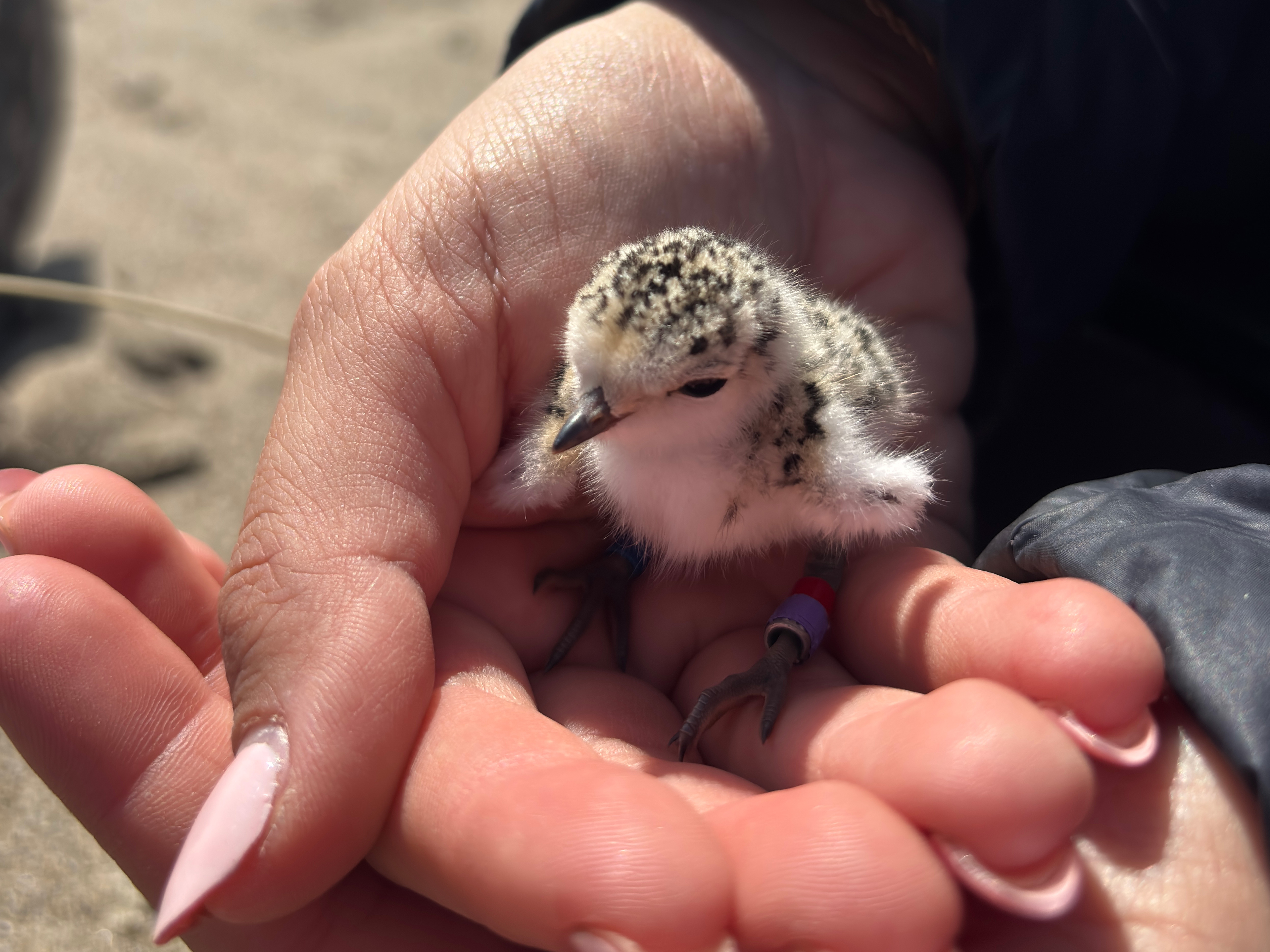 A photo of a newly-hatched small black-speckled, beige-colored shorebird held in a person's hand.