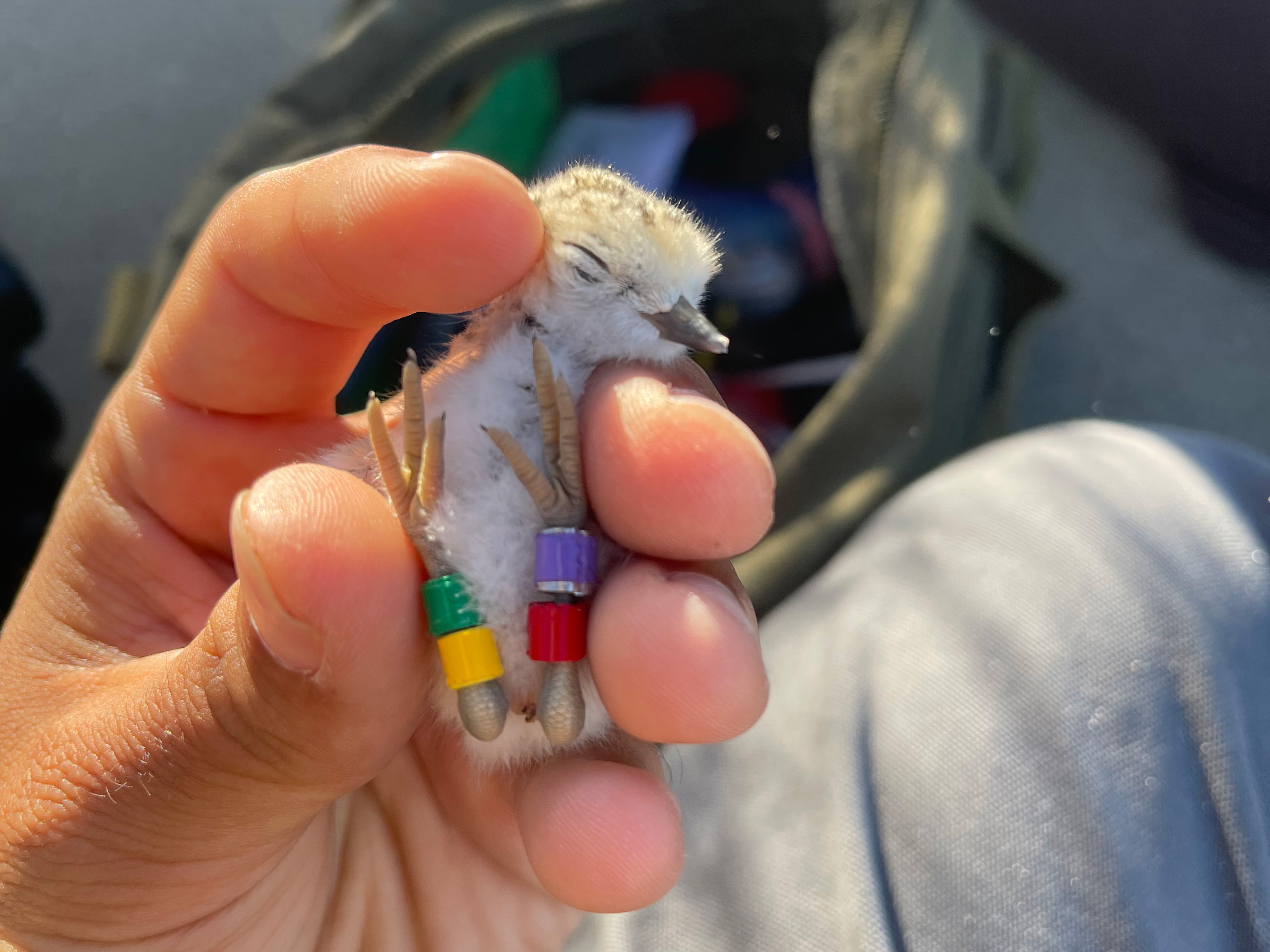 A photo of a newly-hatched small black-speckled, beige-colored shorebird held in a person's hand.
