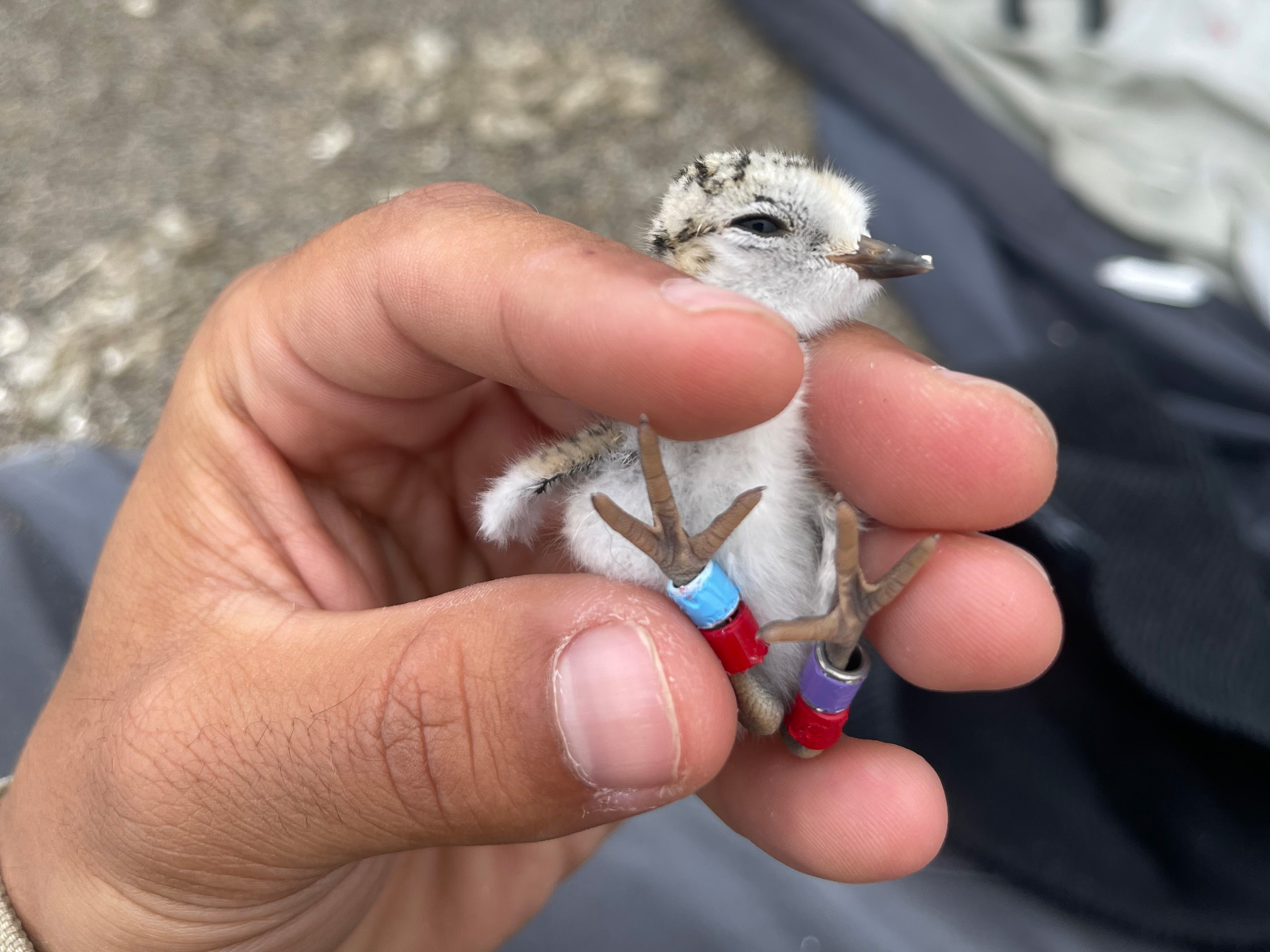 A photo of a newly-hatched small black-speckled, beige-colored shorebird held in a person's hand.