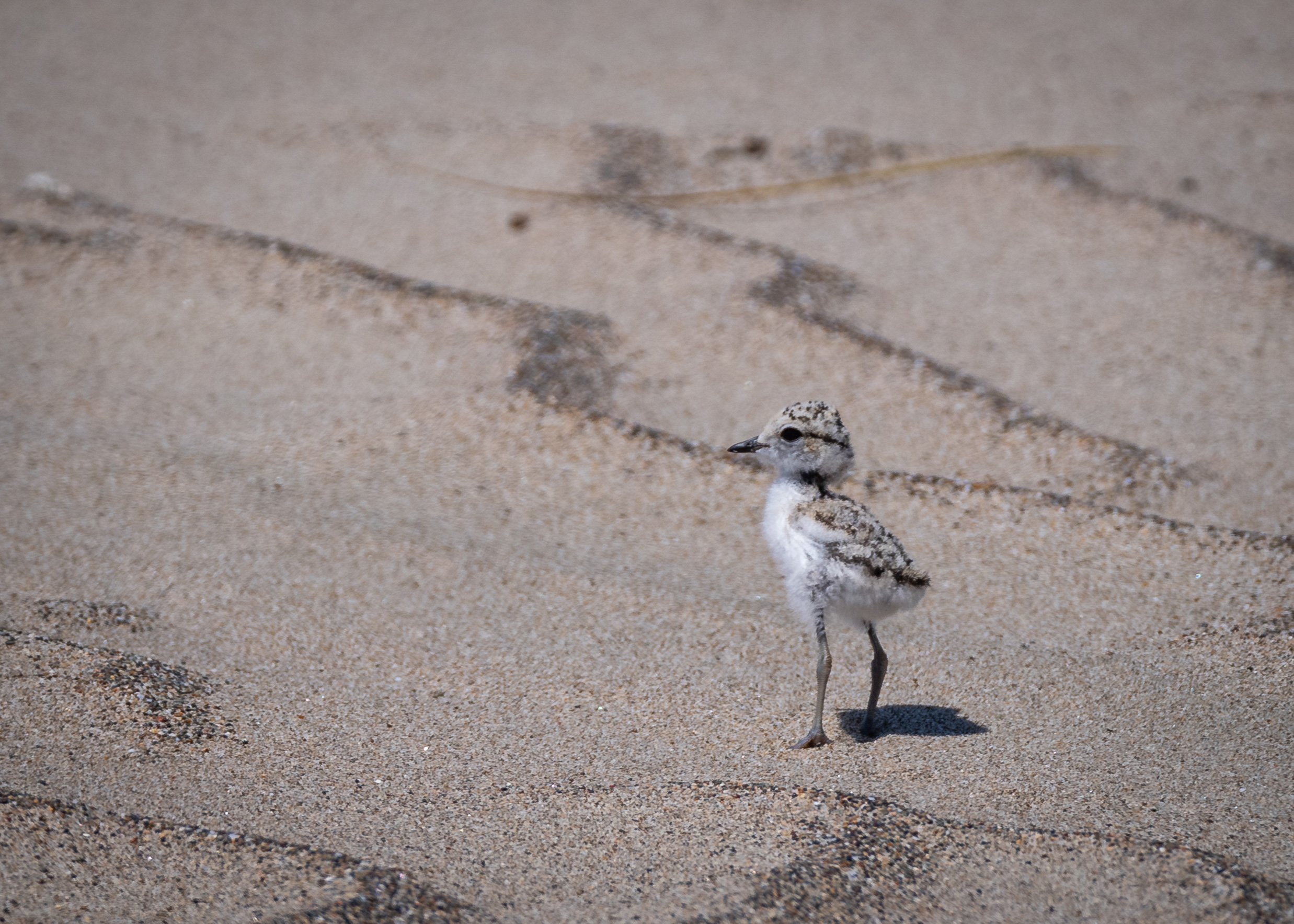 A photo of a small black-speckled, beige-colored shorebird chick standing on a sandy beach.