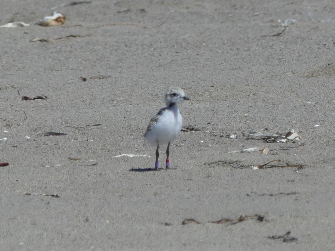 A photo of a small, fuzzy white-breasted, brown-backed shorebird chick standing on a sandy beach.