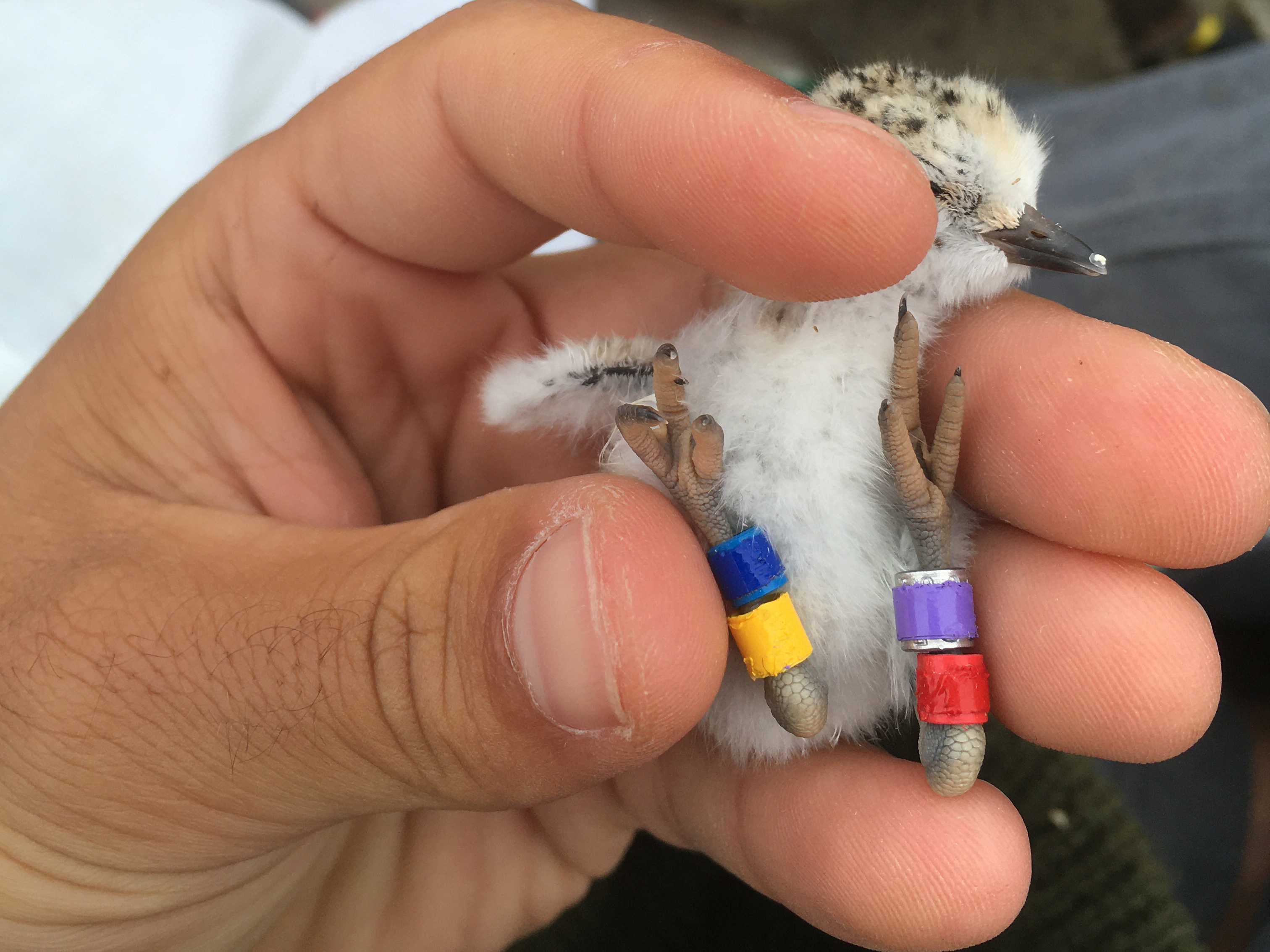 A photo of a newly-hatched small black-speckled, beige-colored shorebird held in a person's left hand. On its right leg are a red band and a violet band; on its left are a yellow band and a blue band.