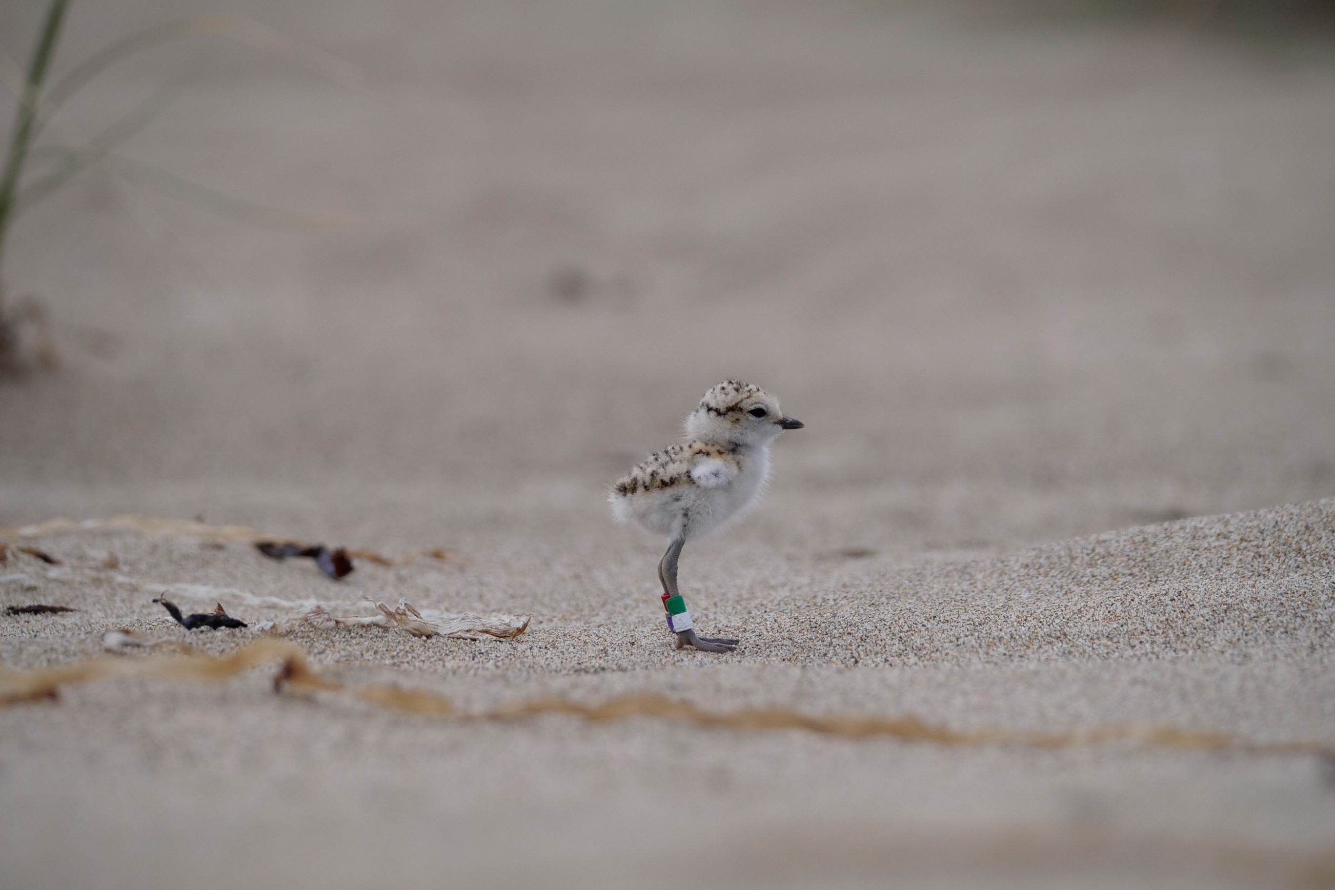 A photo of a black-speckled, beige-colored shorebird chick with colored bands around its legs standing on a sandy beach.