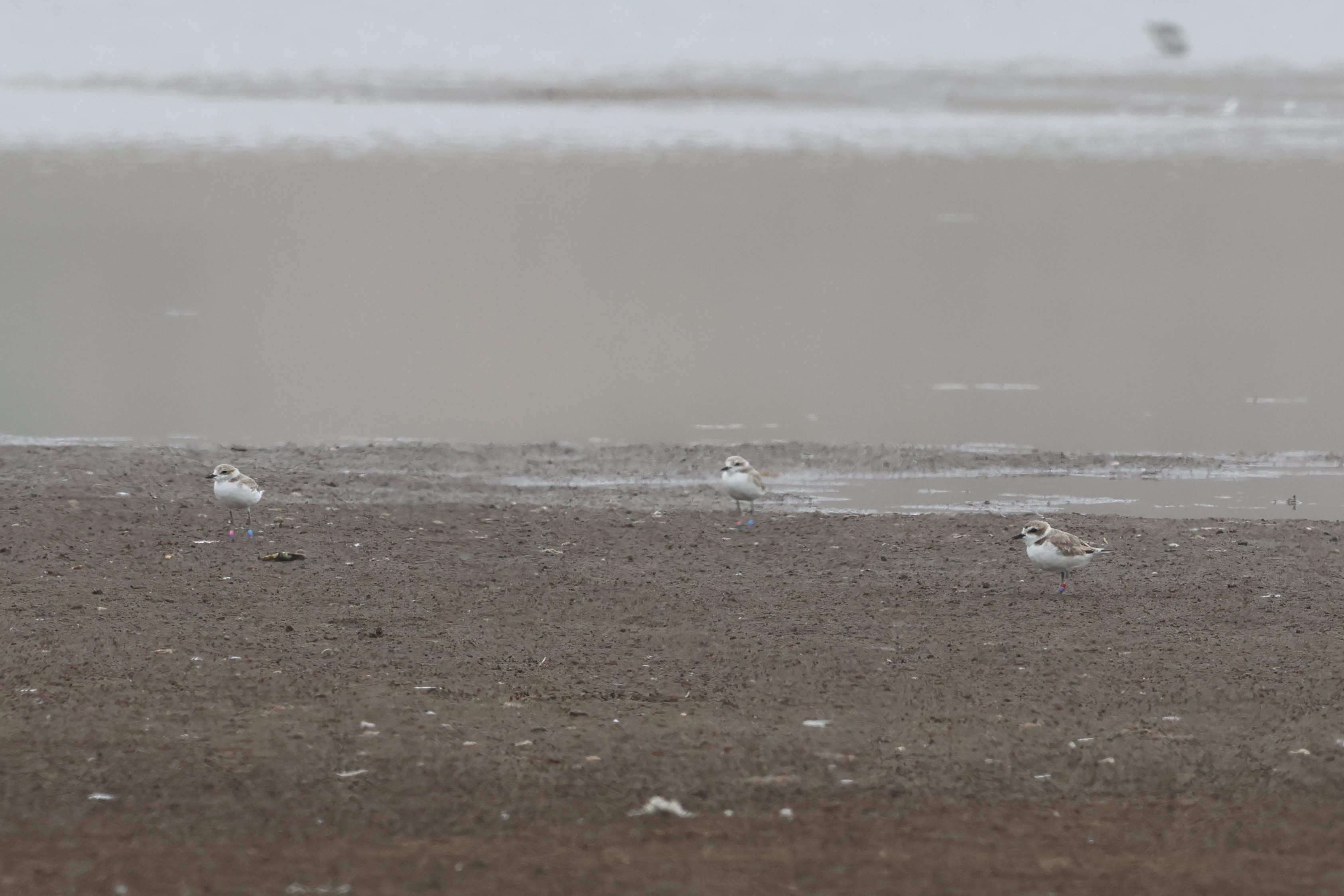 A photo of three small white-breasted, brown-backed shorebirds standing on a damp sandy beach with water in the background.