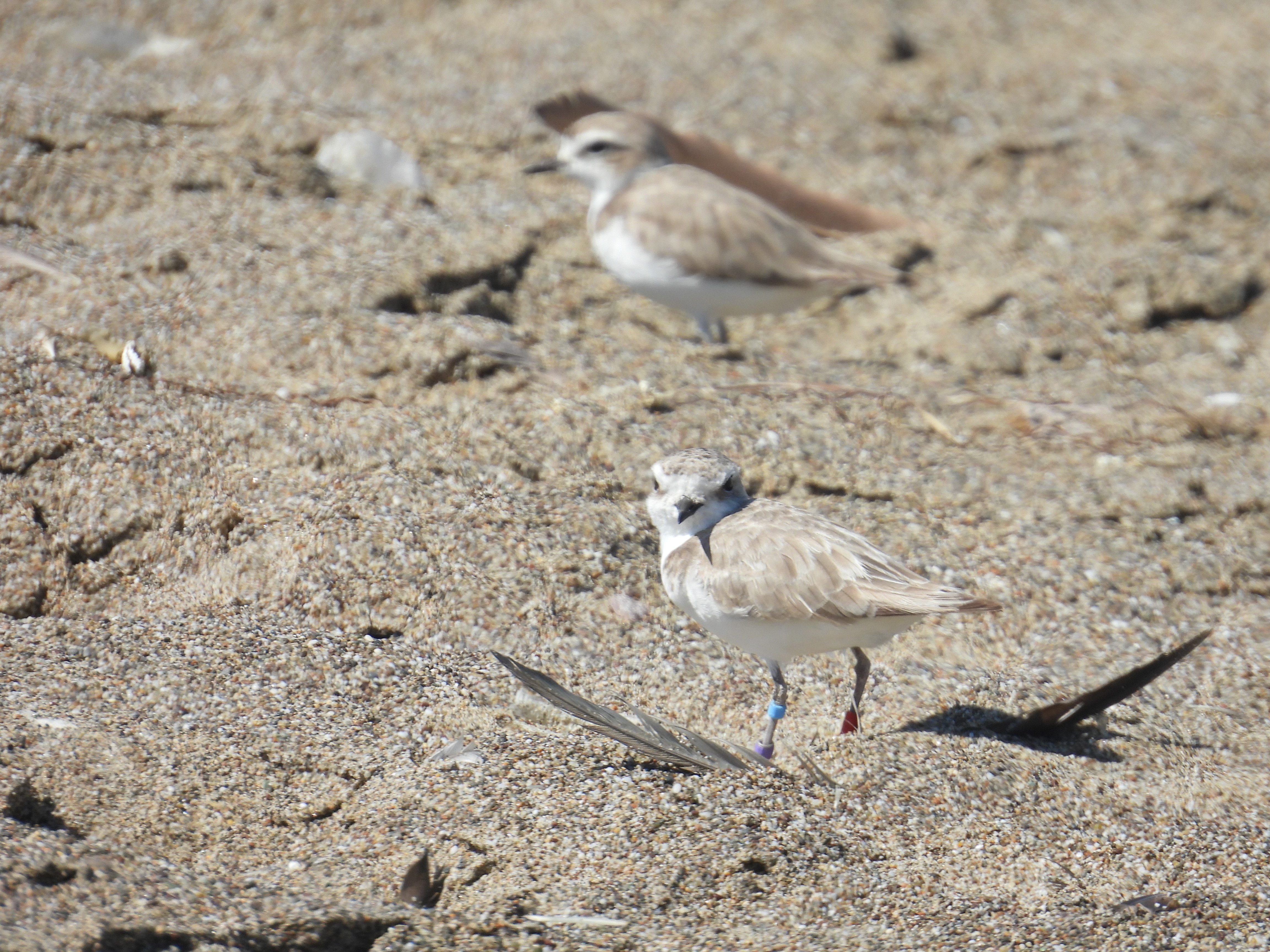 A photo of two small white-breasted, brown-backed shorebirds on a sandy beach.