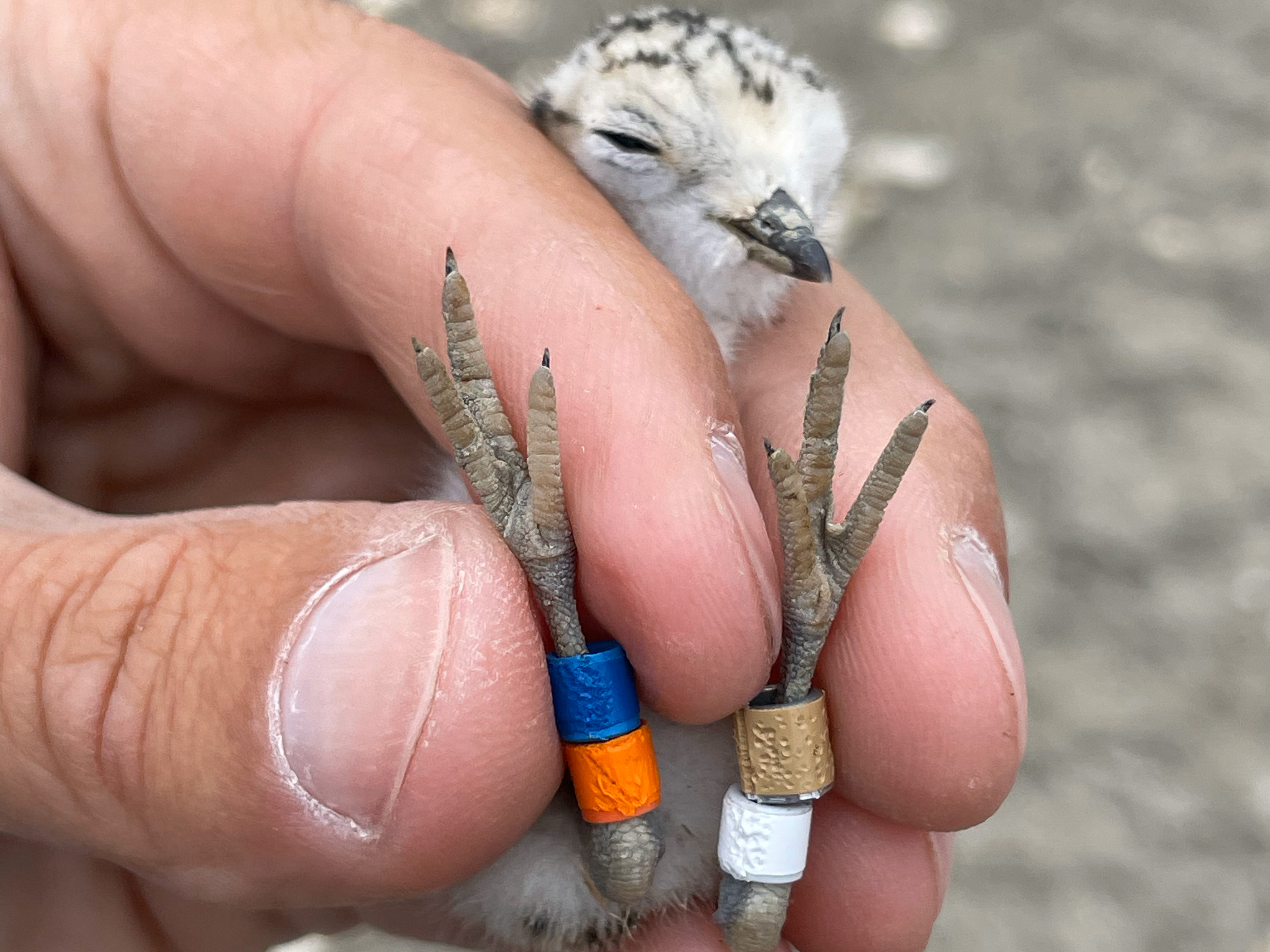 A photo of a newly-hatched small black-speckled, beige-colored shorebird held in a person's left hand. On its right leg are an orange and a blue band; on its left are a white and a brown band.