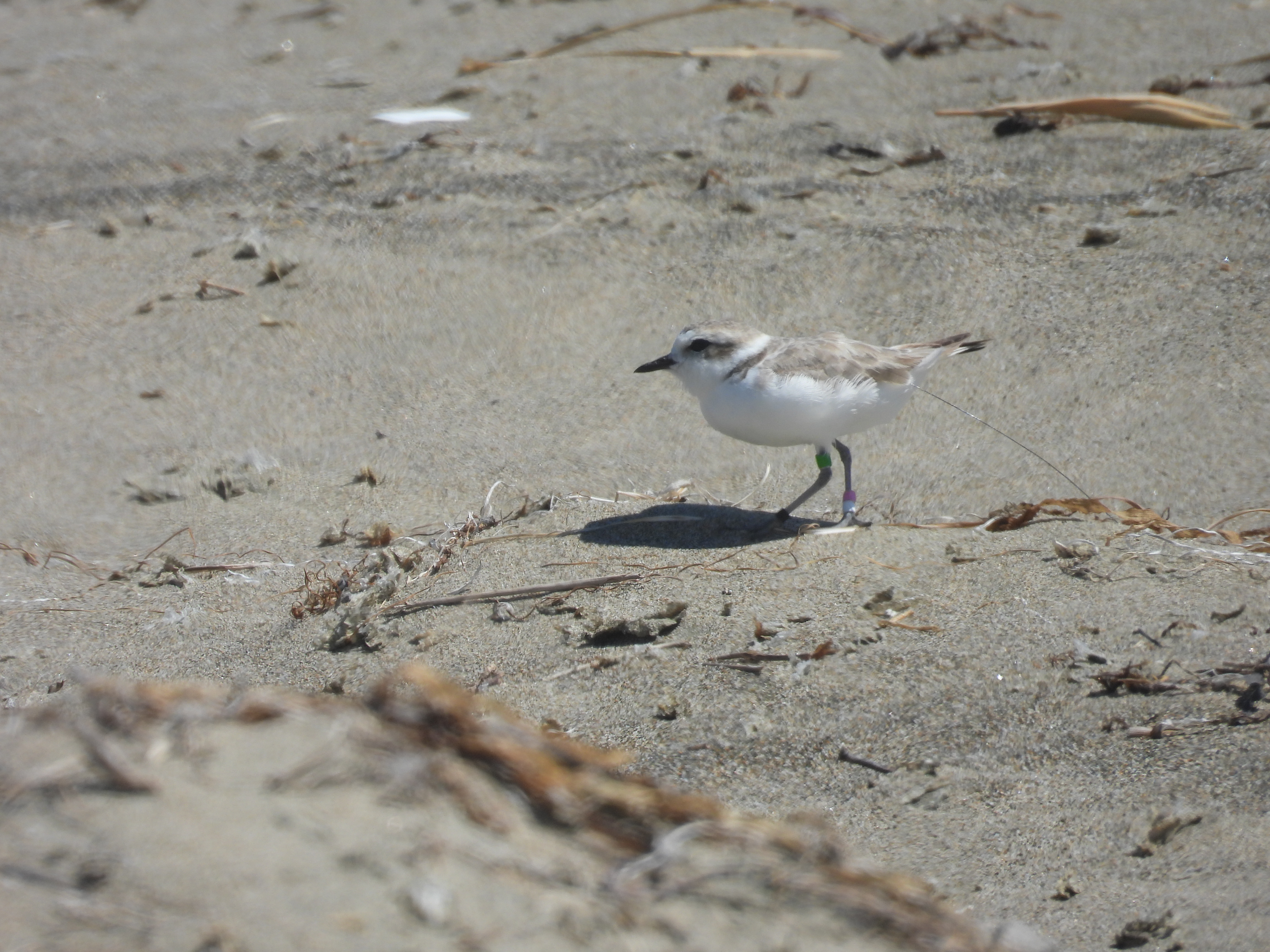 A photo of a small white-breasted, brown-backed shorebird walking on a sandy beach.