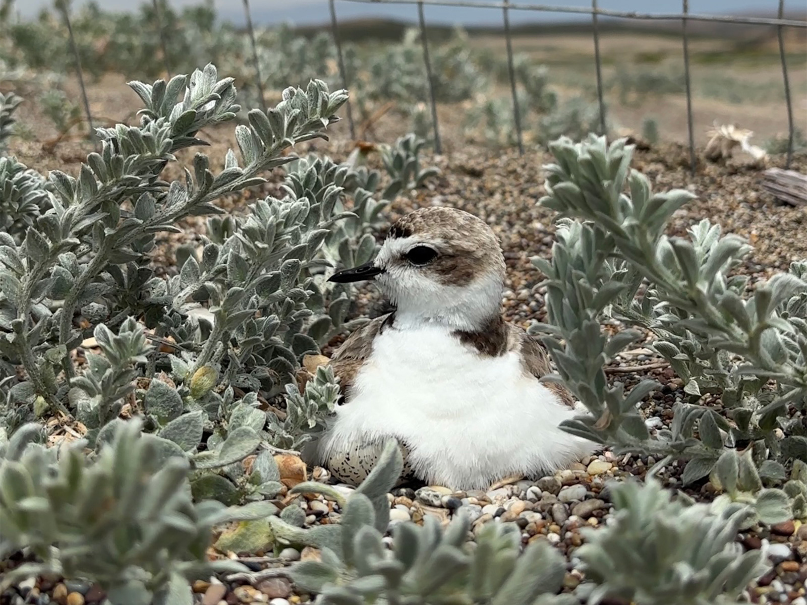 A photo of a small white-breasted, brown-backed shorebird incubating a nest surrounded by small fleshy plants growing in the sand.