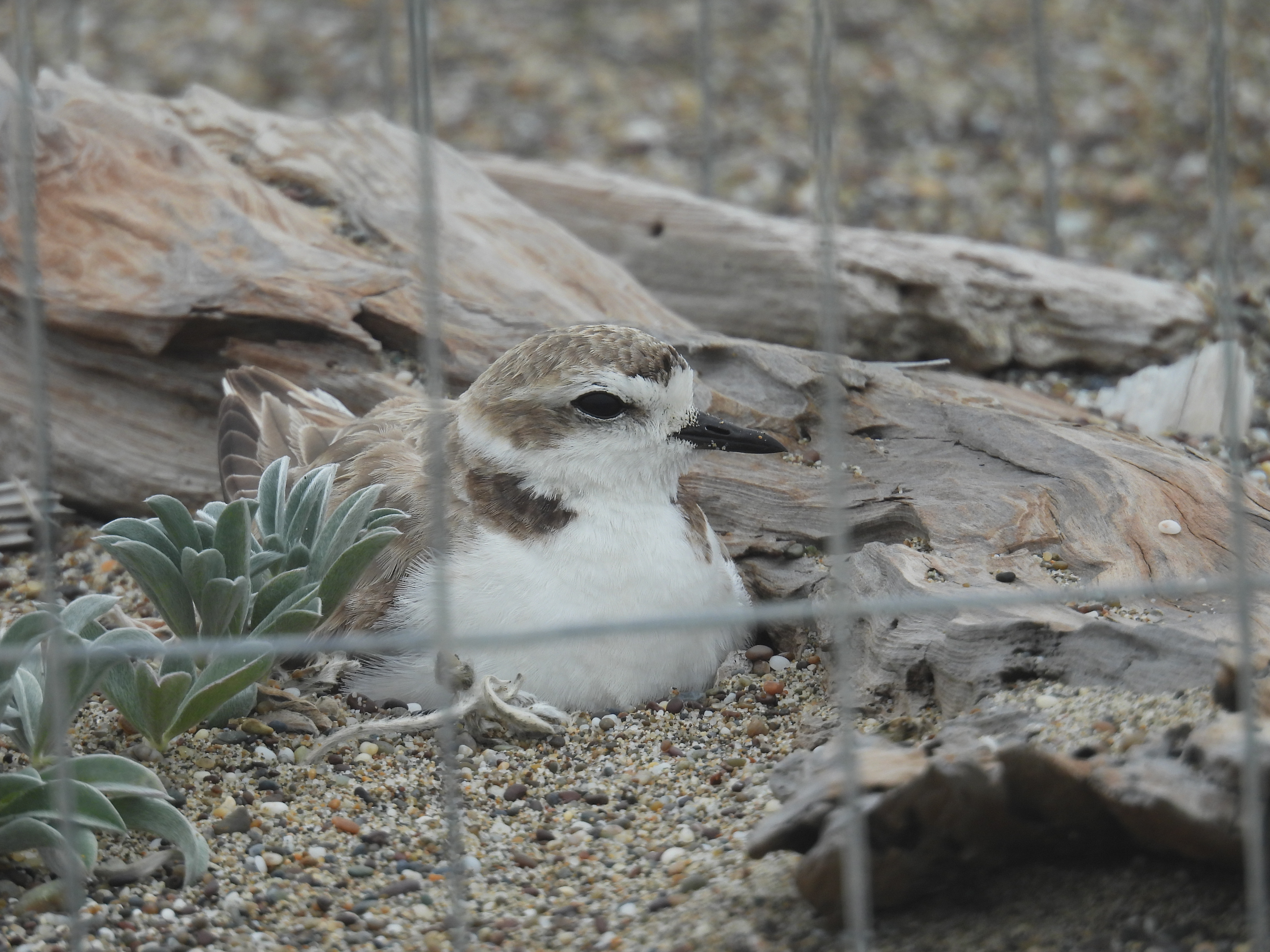 A photo of a small white-breasted, brown-backed shorebird incubating a nest adjacent to a small driftwood log and a couple small plants growing in the sand.