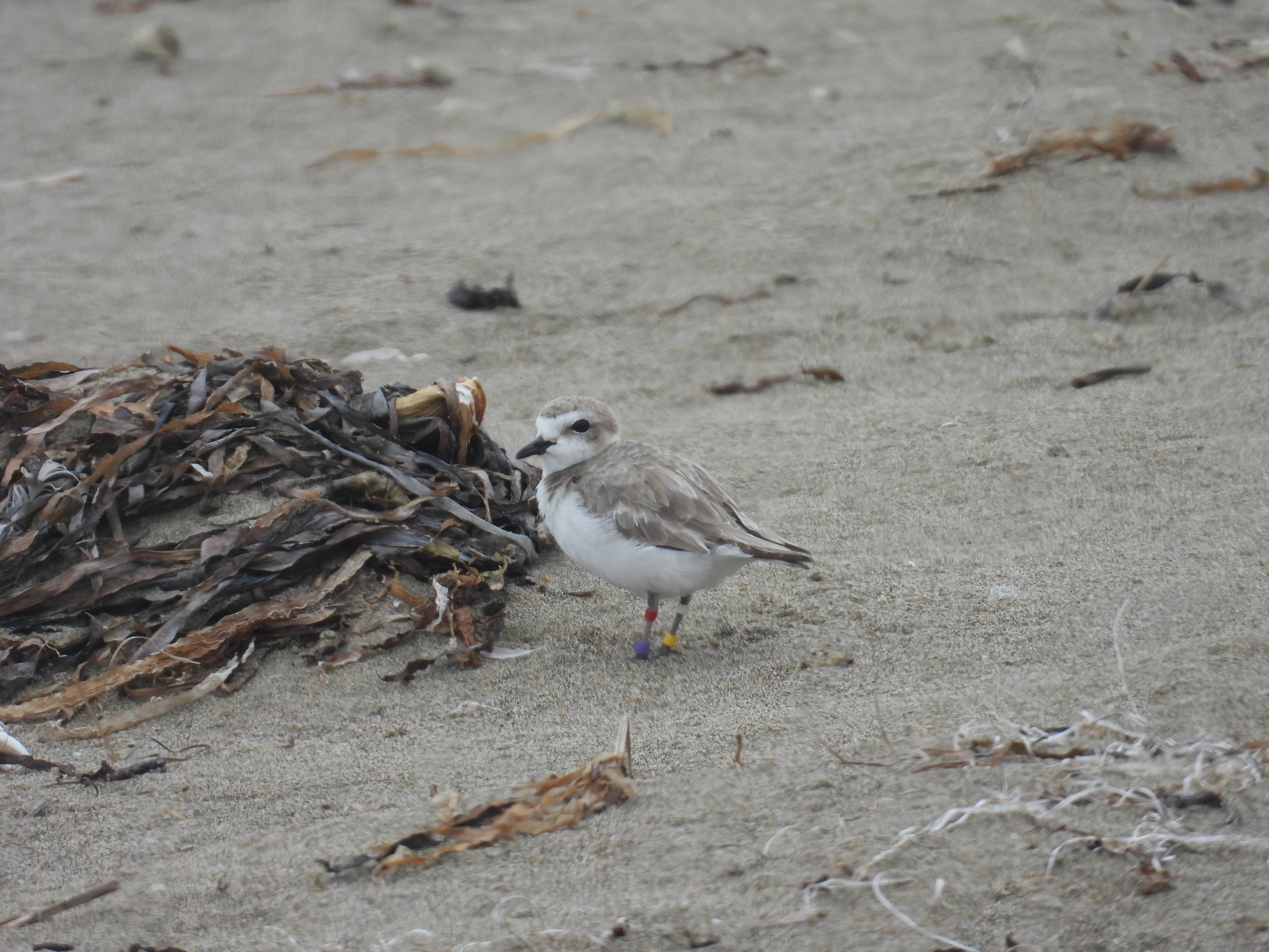 A photo of a small white-breasted, brown-backed shorebird on a sandy beach standing next to some dried seaweed.