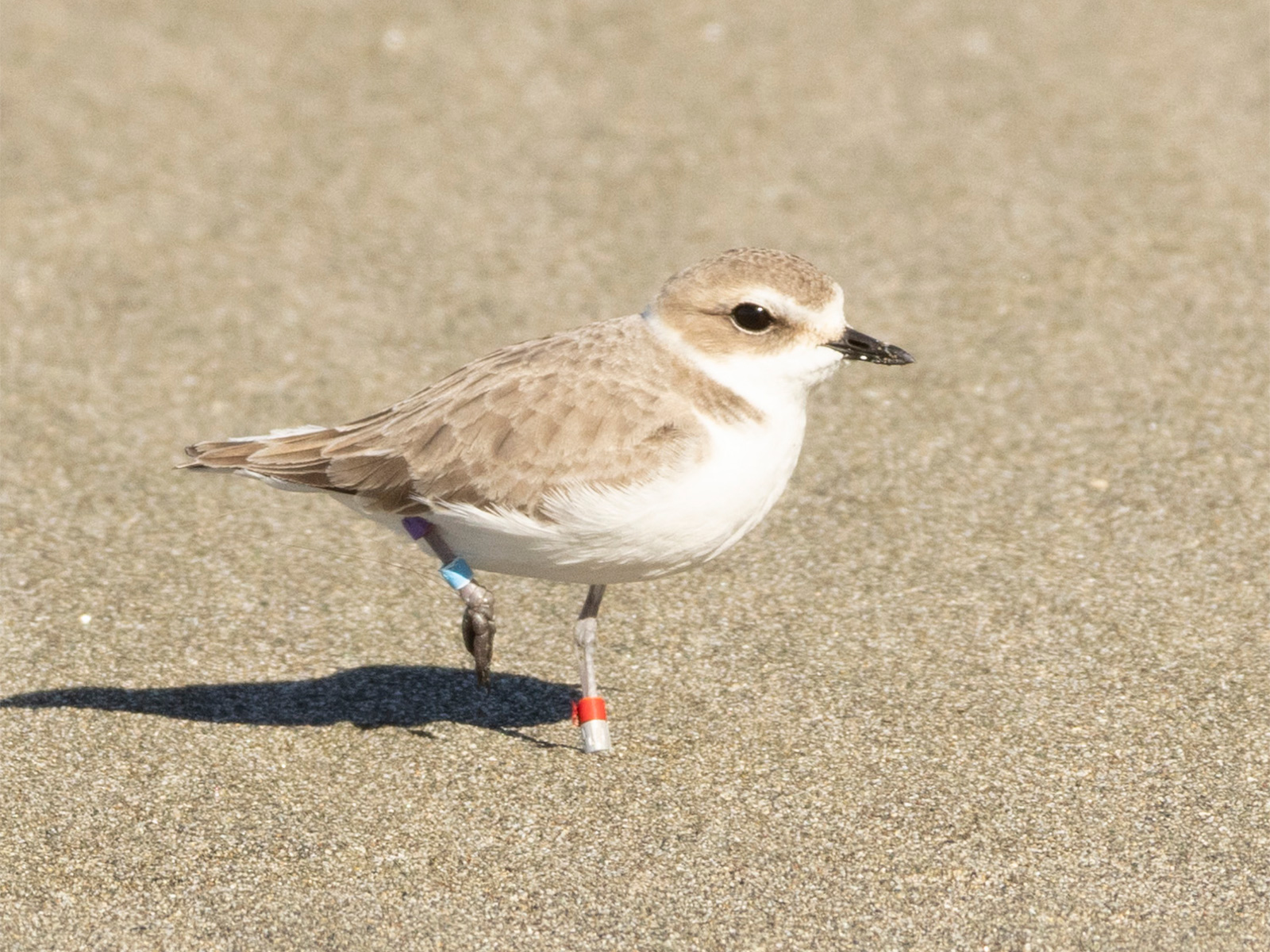 A photo of a small white-breasted, brown-backed shorebird standing on it left leg and holding its injured right left up off the sand.