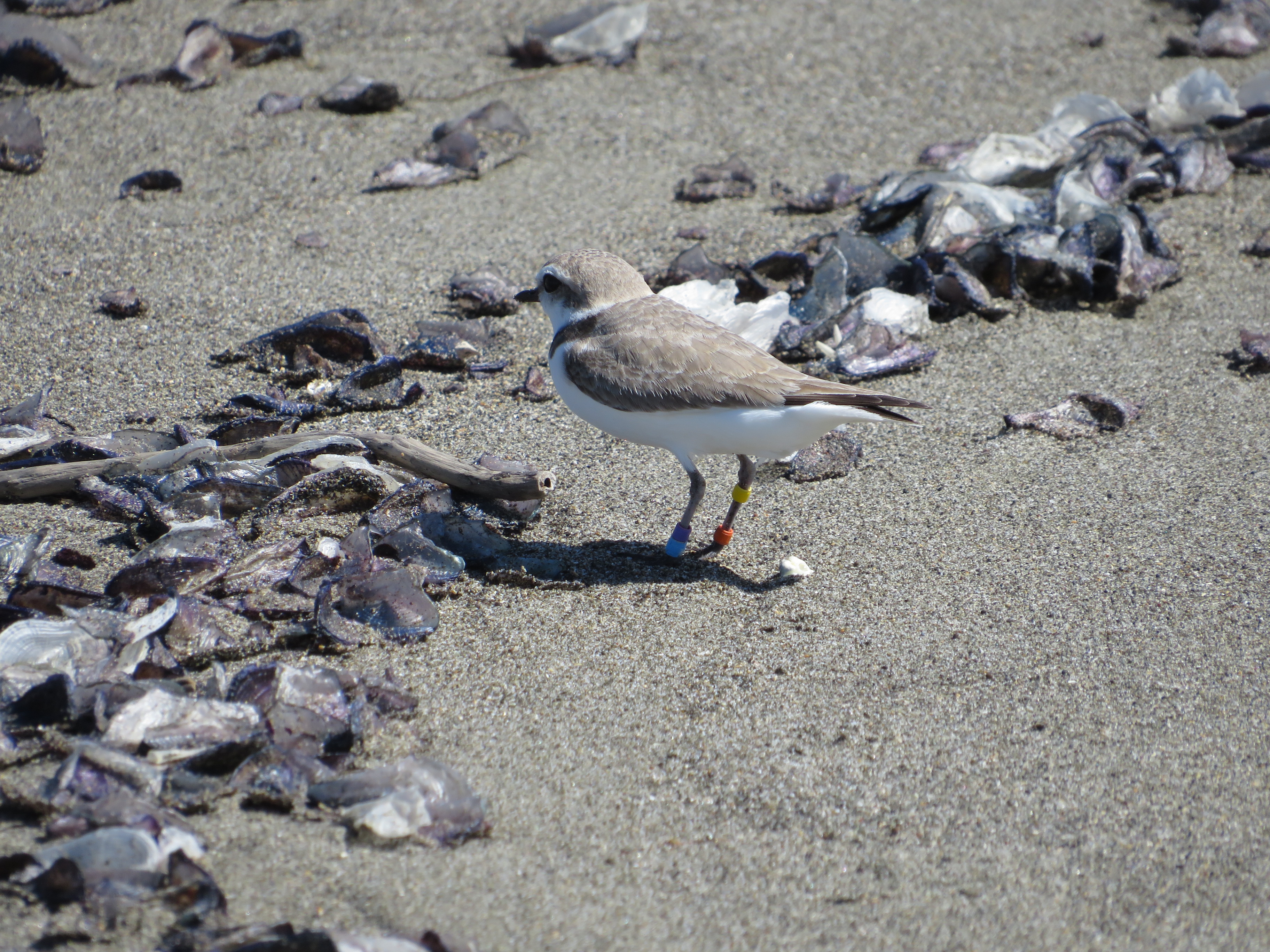 A photo of a small white-breasted, brown-backed shorebird standing on sand adjacent to a line of small, dead jellyfish-like organisms.