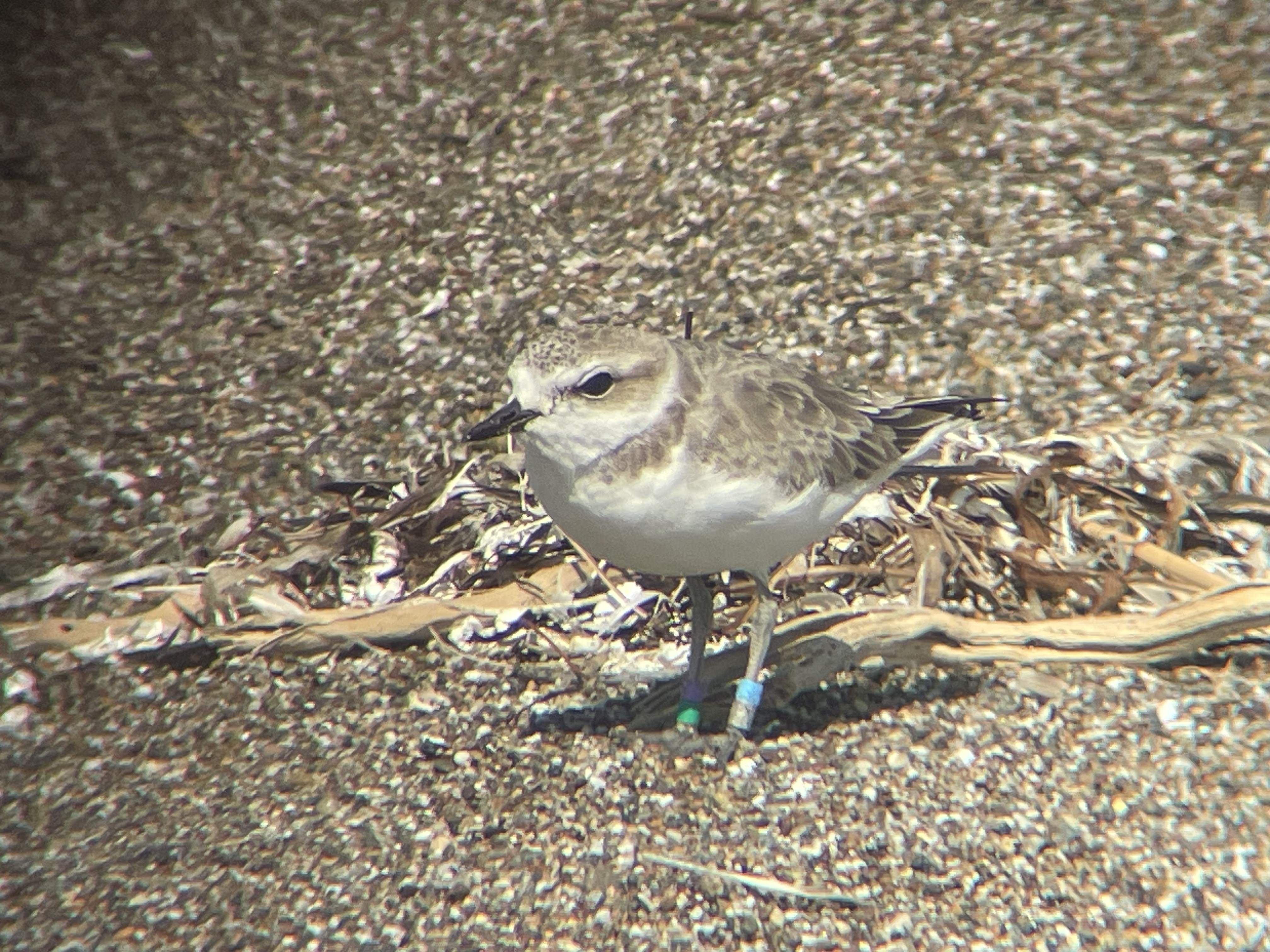 A photo of a small white-breasted, brown-backed shorebird standing on sand.