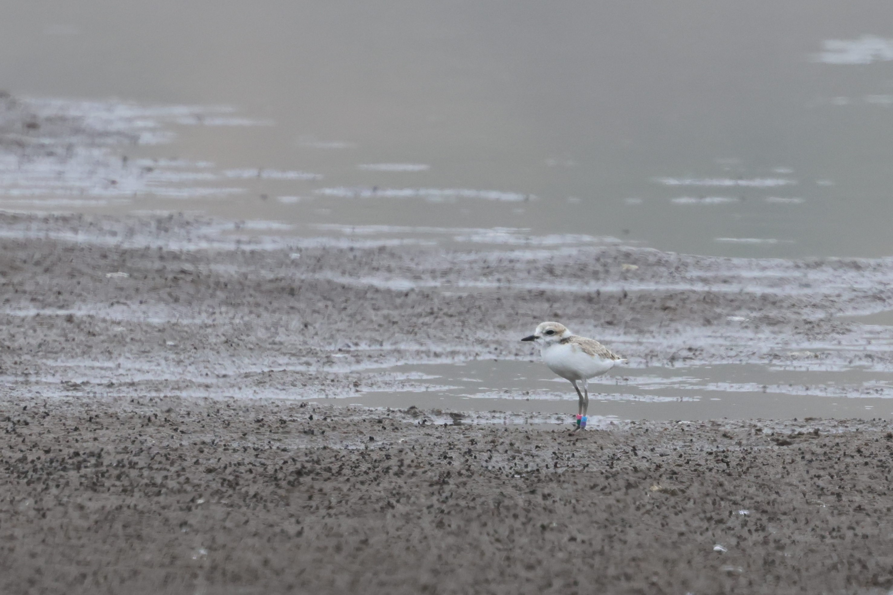 A photo of a small white-breasted, brown-backed shorebird standing on a damp sandy beach with water in the background.