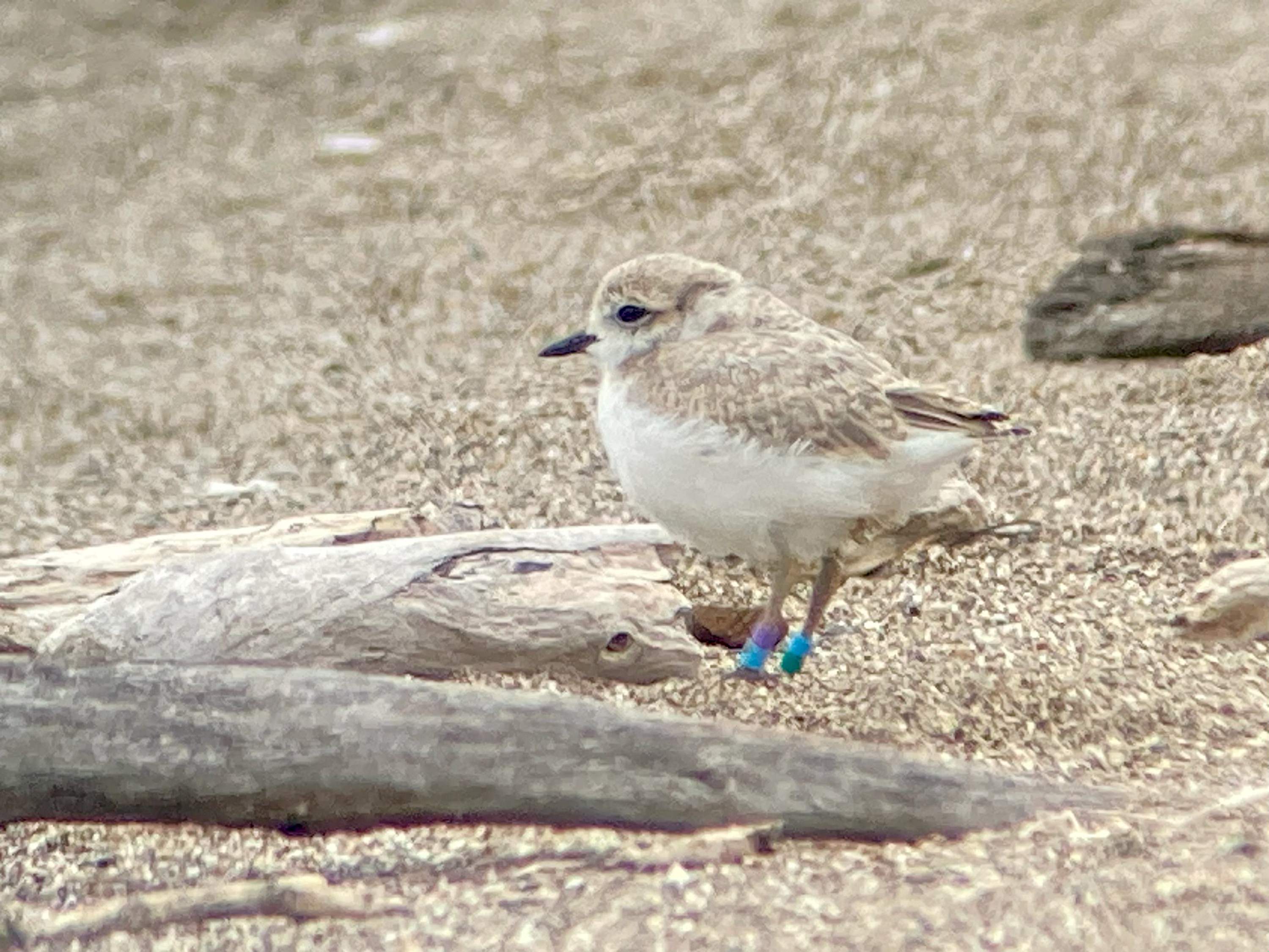 A photo of a small white-breasted, brown-backed shorebird standing on sand.