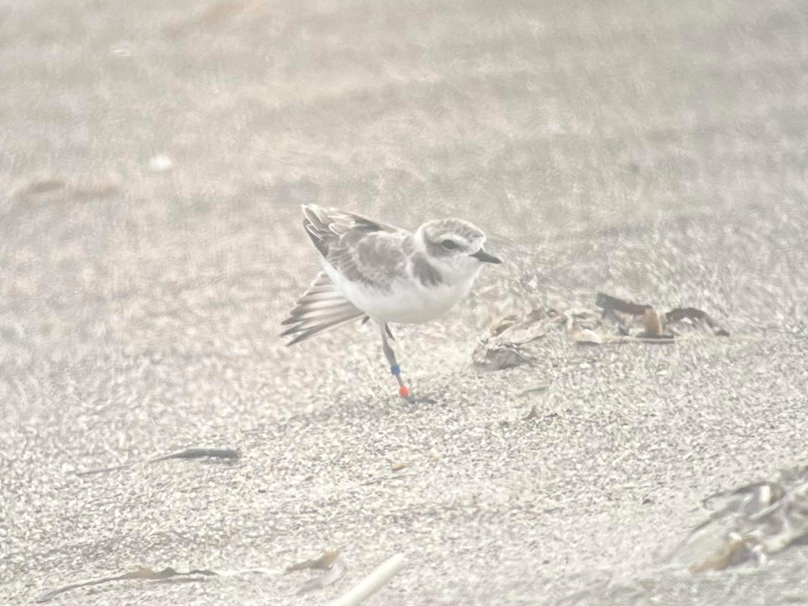 A photo of a small white-breasted, brown-backed shorebird standing on one leg on a sandy beach. Two bands—one blue, one orange—are visible around the bird's right leg.